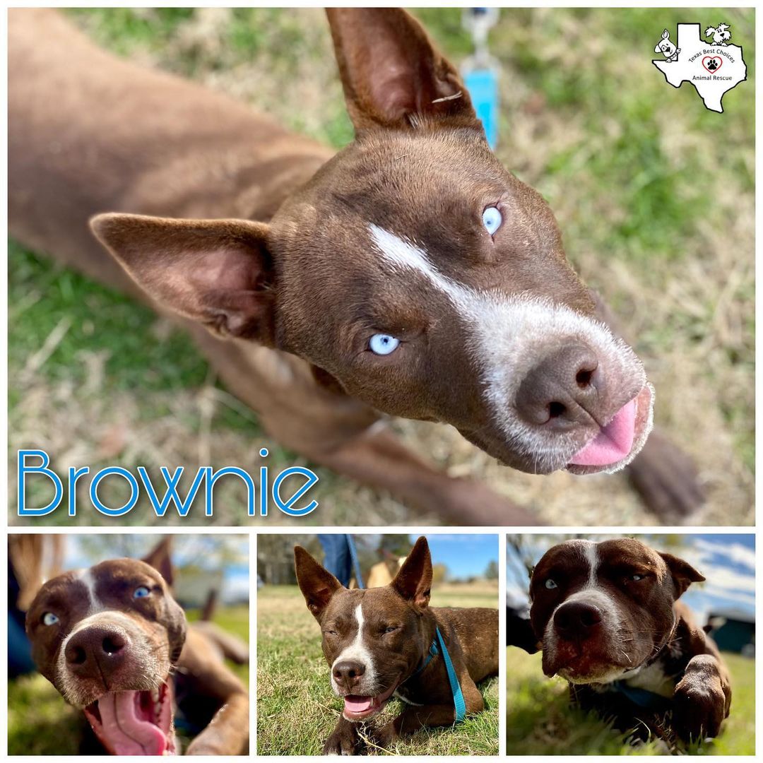 Brownie is a sweet boy less than one year old. Adopt him  @tbcanimalrescue  <a target='_blank' href='https://www.instagram.com/explore/tags/AdoptDontShop/'>#AdoptDontShop</a>