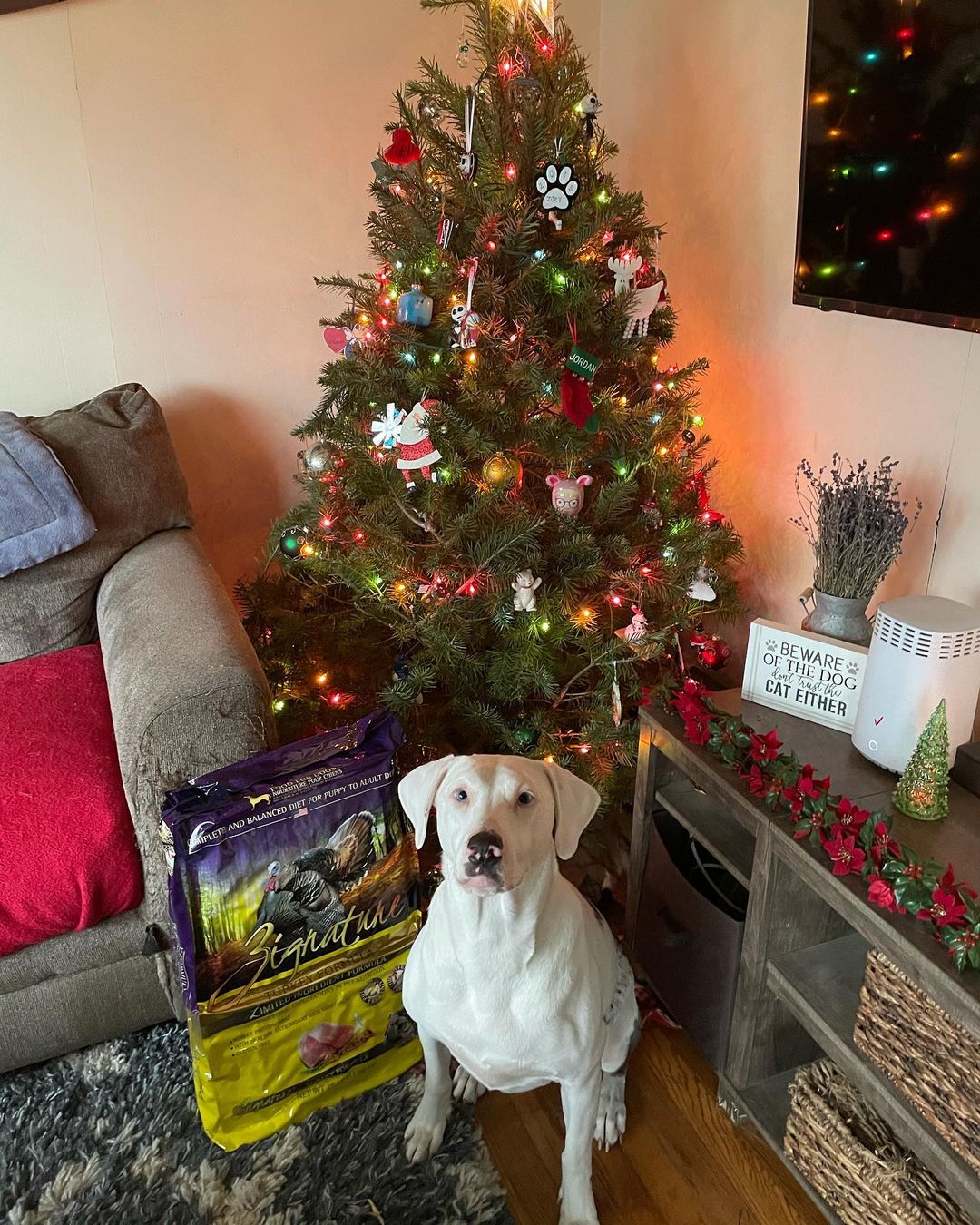 We LOVE @zignaturedog over here at Anarchy Animal Rescue (and so does our girl Rowan!) If you haven’t already, check out their wonderful line of products! Particularly for pups who battle various intolerances and allergens! From Food to treats, you’re sure to find something for your furry friends this holiday season. Happy Pawlidays!