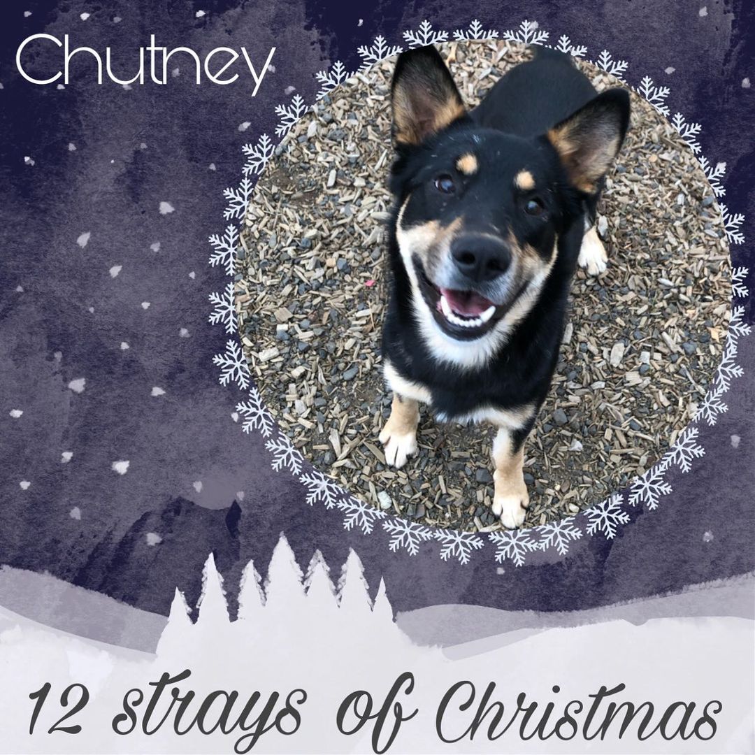 ****ADOPTIONS ARE BY APPOINTMENT ONLY WITH AN APPROVED ADOPTION APPLICATION**** http://homeatlasths.org/dog-adoption-application/****

Meet Chutney! This sweet and silly boy is bound to put a smile on your face. Chutney (Chut) and his brother Gibblets (gibby) Were brought to HAL after showing up as strays on someone's property. They are attached at the hip and appear to be siblings. Chutney is partially blind and relies on his brother to help him get to where he is going. We are hoping to find a loving home where they can go together.

His adoption fee is $175 this includes his neuter, up to date vaccines, a micro chipped free 30 day trial of pet health insurance, free vet visit within the first two weeks of adoption and free custom engraved ID tag.