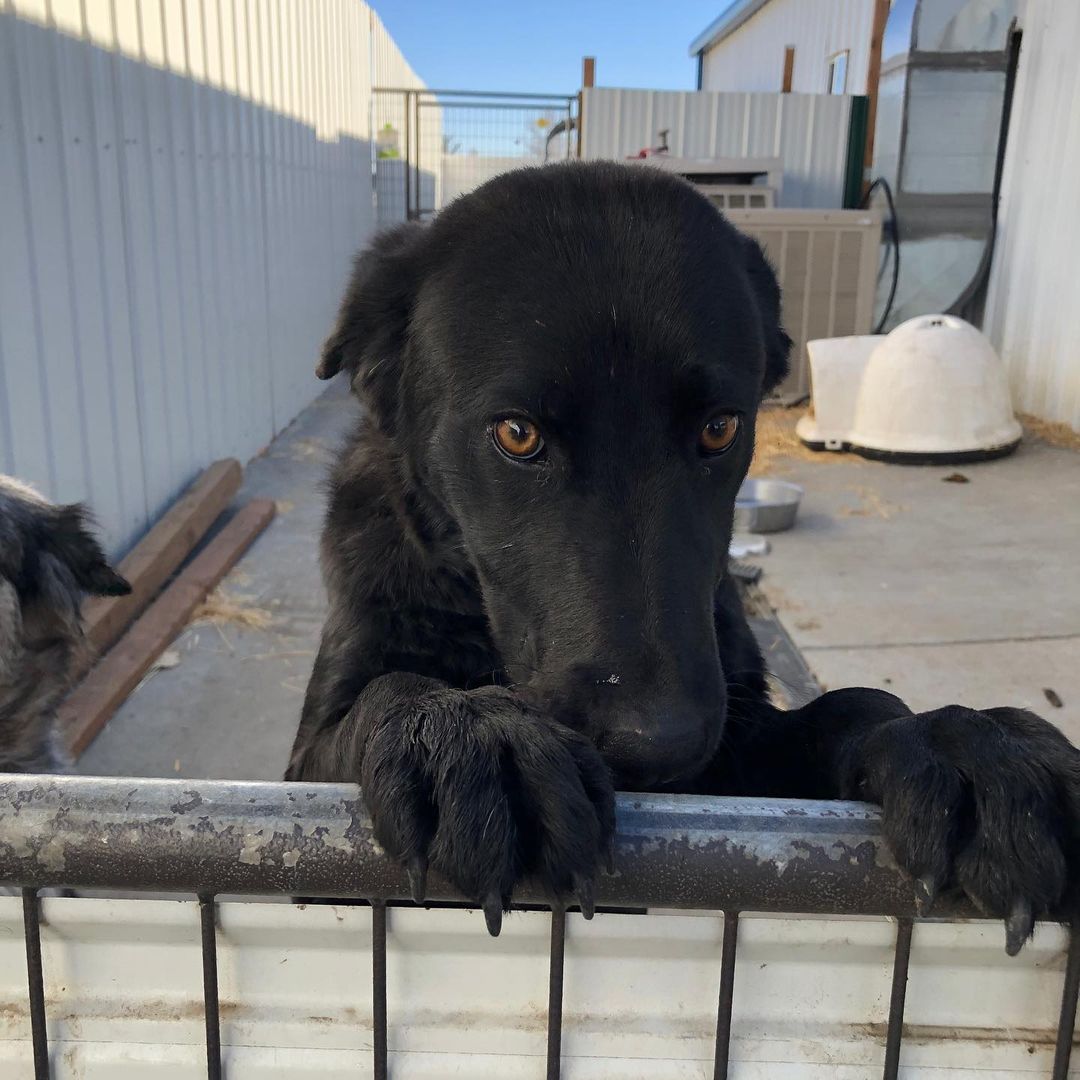 Lookin’ over the neighbor’s fence like...