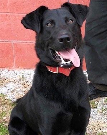 Hi, I am Cash a male Shepherd/Lab mix, 1 year old and 60 lb. I came to the shelter as a stray. My owner kept telling the shelter folks he was coming to get me, but never showed up. I am a fun boy with lots of energy, and I am so happy. I love other dogs and love everyone I meet, except for cats.... I don't like cats at all. I would be a great family addition. I am house broken !

<a target='_blank' href='https://www.instagram.com/explore/tags/adoptadog/'>#adoptadog</a> <a target='_blank' href='https://www.instagram.com/explore/tags/adoptapuppy/'>#adoptapuppy</a> <a target='_blank' href='https://www.instagram.com/explore/tags/adoptaseniordog/'>#adoptaseniordog</a> <a target='_blank' href='https://www.instagram.com/explore/tags/adoptasenior/'>#adoptasenior</a> <a target='_blank' href='https://www.instagram.com/explore/tags/puppy/'>#puppy</a> <a target='_blank' href='https://www.instagram.com/explore/tags/puppies/'>#puppies</a> <a target='_blank' href='https://www.instagram.com/explore/tags/puppyforadoption/'>#puppyforadoption</a> <a target='_blank' href='https://www.instagram.com/explore/tags/puppiesforadoption/'>#puppiesforadoption</a> <a target='_blank' href='https://www.instagram.com/explore/tags/terrier/'>#terrier</a> <a target='_blank' href='https://www.instagram.com/explore/tags/dachshund/'>#dachshund</a> <a target='_blank' href='https://www.instagram.com/explore/tags/dogsofinstagram/'>#dogsofinstagram</a> <a target='_blank' href='https://www.instagram.com/explore/tags/shepherdmix/'>#shepherdmix</a> <a target='_blank' href='https://www.instagram.com/explore/tags/labsofinstagram/'>#labsofinstagram</a> <a target='_blank' href='https://www.instagram.com/explore/tags/labradorretriever/'>#labradorretriever</a> <a target='_blank' href='https://www.instagram.com/explore/tags/pittiesofinstagram/'>#pittiesofinstagram</a>  <a target='_blank' href='https://www.instagram.com/explore/tags/greatpyrenees/'>#greatpyrenees</a> <a target='_blank' href='https://www.instagram.com/explore/tags/germanpointer/'>#germanpointer</a> <a target='_blank' href='https://www.instagram.com/explore/tags/labradorretriever/'>#labradorretriever</a> <a target='_blank' href='https://www.instagram.com/explore/tags/puppiesofinsta/'>#puppiesofinsta</a> <a target='_blank' href='https://www.instagram.com/explore/tags/adoptionjourney/'>#adoptionjourney</a> <a target='_blank' href='https://www.instagram.com/explore/tags/adoptionstory/'>#adoptionstory</a> <a target='_blank' href='https://www.instagram.com/explore/tags/adoptionstories/'>#adoptionstories</a> <a target='_blank' href='https://www.instagram.com/explore/tags/adoptadog/'>#adoptadog</a> <a target='_blank' href='https://www.instagram.com/explore/tags/husky/'>#husky</a> <a target='_blank' href='https://www.instagram.com/explore/tags/huskies/'>#huskies</a> <a target='_blank' href='https://www.instagram.com/explore/tags/huskiesofinstagram/'>#huskiesofinstagram</a> <a target='_blank' href='https://www.instagram.com/explore/tags/huskieshere/'>#huskieshere</a> <a target='_blank' href='https://www.instagram.com/explore/tags/huskiemix/'>#huskiemix</a> <a target='_blank' href='https://www.instagram.com/explore/tags/jackrussellterrier/'>#jackrussellterrier</a> <a target='_blank' href='https://www.instagram.com/explore/tags/chihuahuasofinstagram/'>#chihuahuasofinstagram</a>