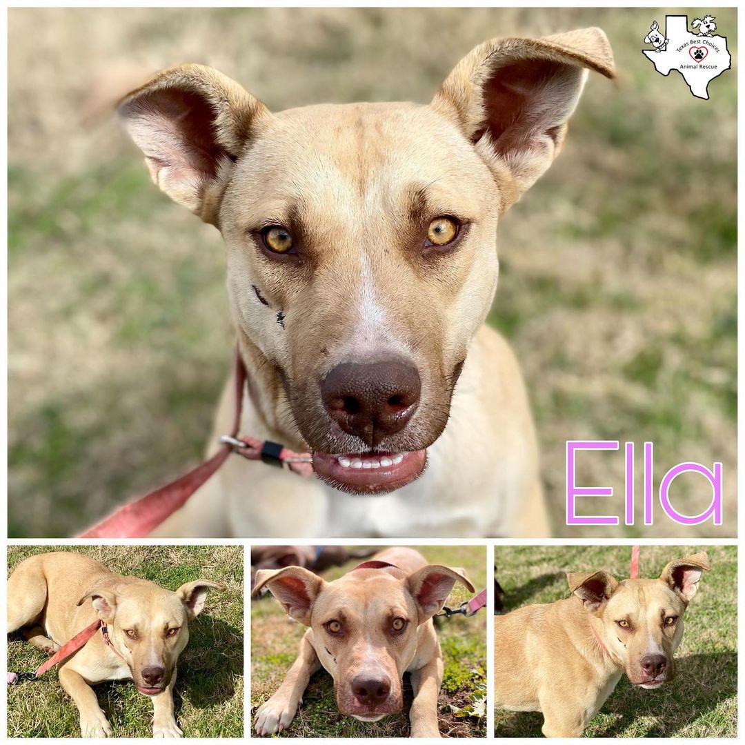 Ella, sweet girl less than one year old and enjoys her belly rubs and cuddles. Adopt her @tbcanimalrescue  <a target='_blank' href='https://www.instagram.com/explore/tags/adoptdontshop/'>#adoptdontshop</a>