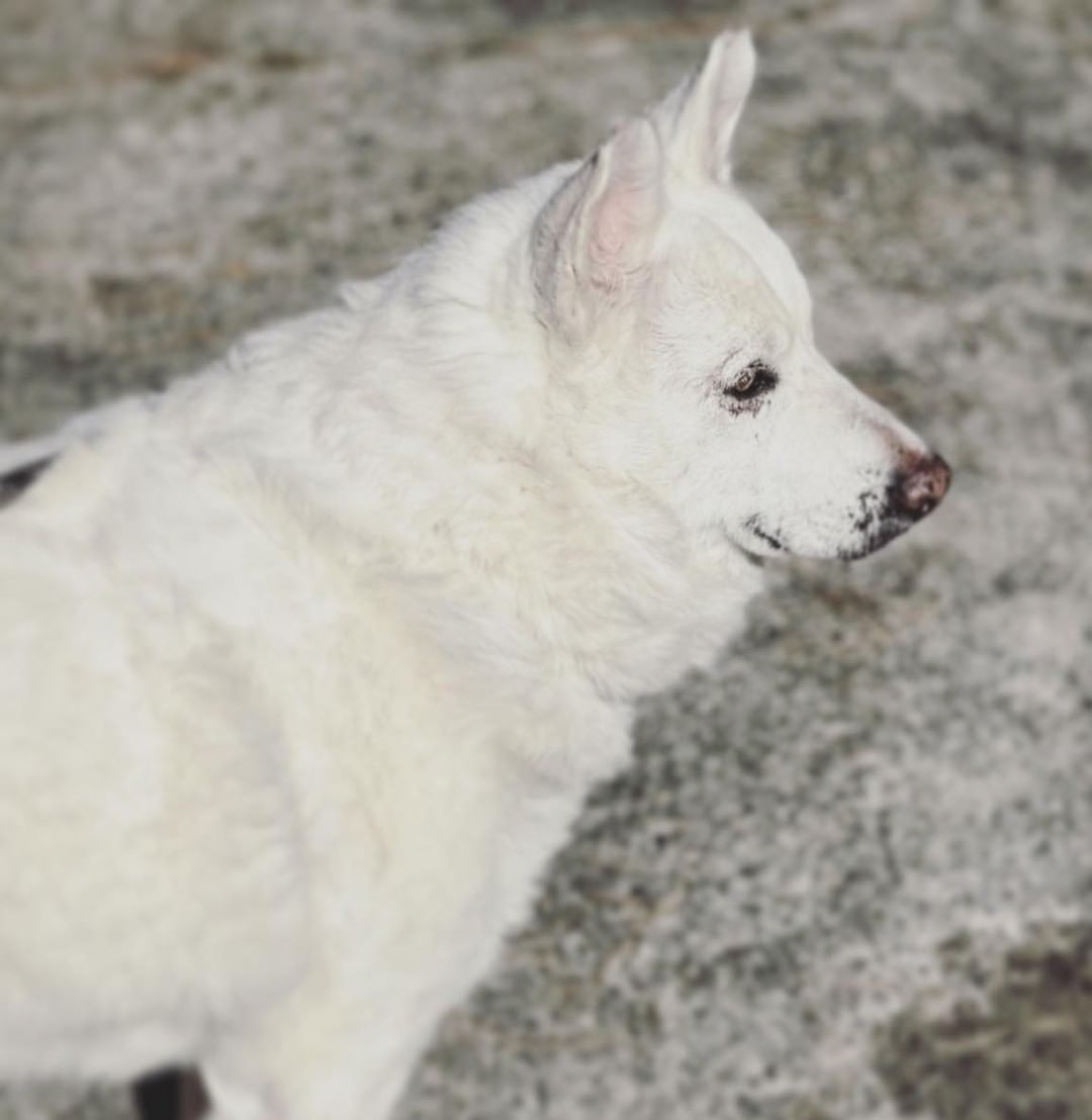 🐺 feeling a little camera shy this FURiday, but still handsome as ever! 😍