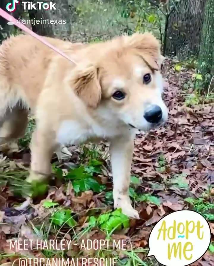 Volume UP for a heartfelt Good Morning from one of our newest Pups at TBC. Meet Harley! He is so very ready to meet you and find a home for the Holidays!! <a target='_blank' href='https://www.instagram.com/explore/tags/TBCAnimalRescue/'>#TBCAnimalRescue</a> <a target='_blank' href='https://www.instagram.com/explore/tags/AdoptDontShop/'>#AdoptDontShop</a>