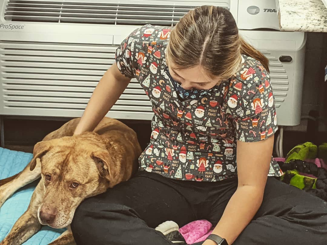 That face says it all. Barko convinced this lovely staff member that he was not getting nearly enough cuddles. And look where he got to spend part of the day. 

If you'd like to spend your days tricked into extra cuddles send us an email at wchsadopt@gmail.com! 

<a target='_blank' href='https://www.instagram.com/explore/tags/LuckyDog/'>#LuckyDog</a> <a target='_blank' href='https://www.instagram.com/explore/tags/HadUsFooled/'>#HadUsFooled</a> <a target='_blank' href='https://www.instagram.com/explore/tags/wchsadopt/'>#wchsadopt</a>