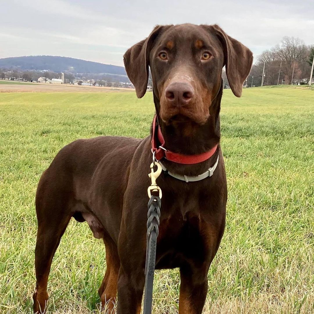 “Tucker”
Born 9/29/19
Red/rust
Docked with natural ears
Current on vaccines, and flea/tick and heartworm prevention. 
Will be neutered prior to placement 
Fenced in yard with minimum 6’ high fence required. 

A beautiful day with an equally beautiful boy. 
Just one look at this handsome boy’s face and you can see he’s an intense fellow! 
He is doing well in his foster home, has learned some manners and working well on basic commands, including walking nicely on a leash. 
He’s an active boy who would do best with no other dogs, or cats. He takes direction well from a strong and confident person familiar with this breed, who enjoys fulfilling his intense exercise needs with lots of playtime and long walks. His ideal adopter would be keen on obedience training to exercise his mind as well. He never misses a thing in his surroundings and keeps his foster parent on their toes. 
If you’re interested in Tucker or any of his friends here at FDR, please contact us with a bit of information about yourself including an email to send you our application.