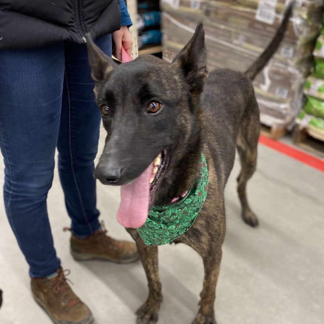 Meet Kimberly~
Kimmy is a 6-year-old Dutch Shepard from South Carolina who weighs roughly 60 lbs. Kimmy is a super sweet and loving gal who is looking for a second chance at life. Due to her lack of training, worn teeth, and split ears, we believe she was probably a breeding dog at some point who was locked in a kennel all day without human affection when she wasn't needed. She also inhales her food as if she doesn't know when her next meal would be. This sweet and beautiful girl needs someone who has previous animal handling experience and who can properly train and exercise such a working dog who can climb an 8-foot fence! First-time dog owners need not apply.