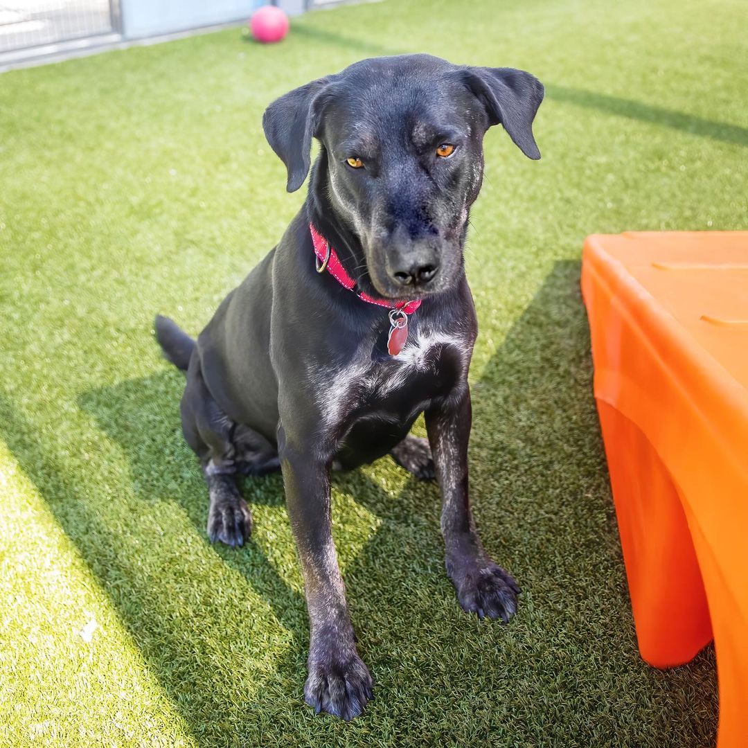 Tulip is a sweet and gentle soul who loves to play, but also knows how to relax and be companionable! <a target='_blank' href='https://www.instagram.com/explore/tags/adoptlove/'>#adoptlove</a> <a target='_blank' href='https://www.instagram.com/explore/tags/blacklab/'>#blacklab</a> <a target='_blank' href='https://www.instagram.com/explore/tags/labpointermix/'>#labpointermix</a> <a target='_blank' href='https://www.instagram.com/explore/tags/yeswewentthere/'>#yeswewentthere</a> <a target='_blank' href='https://www.instagram.com/explore/tags/butwithoutthepointercraziness/'>#butwithoutthepointercraziness</a>! 😂 <a target='_blank' href='https://www.instagram.com/explore/tags/rescuedismyfavoritebreed/'>#rescuedismyfavoritebreed</a> <a target='_blank' href='https://www.instagram.com/explore/tags/ourfamilynest/'>#ourfamilynest</a> <a target='_blank' href='https://www.instagram.com/explore/tags/sundayfunday/'>#sundayfunday</a> <a target='_blank' href='https://www.instagram.com/explore/tags/positivity/'>#positivity</a> <a target='_blank' href='https://www.instagram.com/explore/tags/scottsdale/'>#scottsdale</a> <a target='_blank' href='https://www.instagram.com/explore/tags/gilbertaz/'>#gilbertaz</a> <a target='_blank' href='https://www.instagram.com/explore/tags/fountainhills/'>#fountainhills</a> <a target='_blank' href='https://www.instagram.com/explore/tags/chandleraz/'>#chandleraz</a>