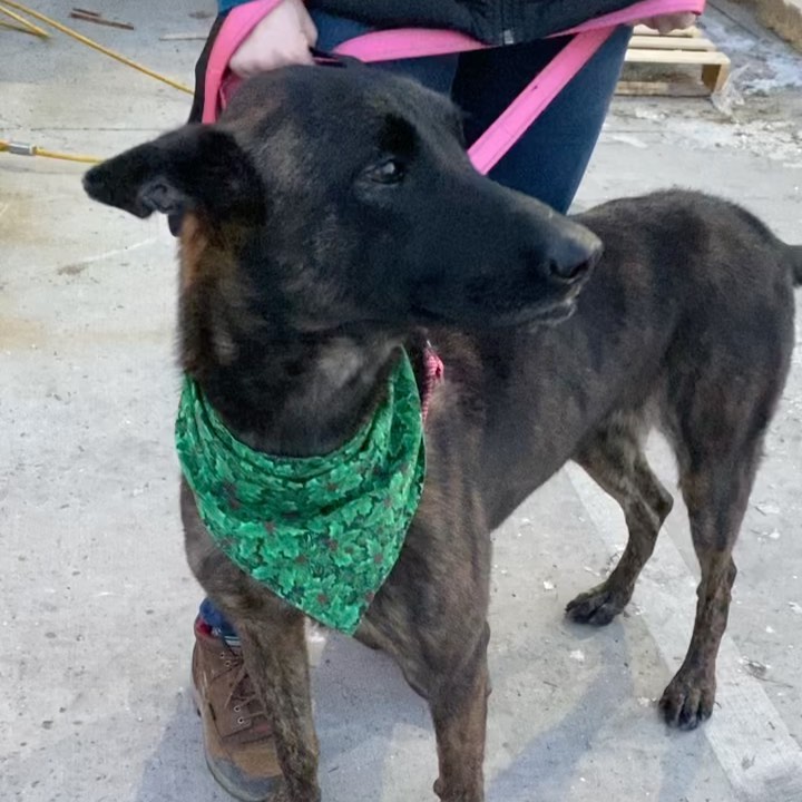 Meet Kimberly~
Kimmy is a 6-year-old Dutch Shepard from South Carolina who weighs roughly 60 lbs. Kimmy is a super sweet and loving gal who is looking for a second chance at life. Due to her lack of training, worn teeth, and split ears, we believe she was probably a breeding dog at some point who was locked in a kennel all day without human affection when she wasn't needed. She also inhales her food as if she doesn't know when her next meal would be. This sweet and beautiful girl needs someone who has previous animal handling experience and who can properly train and exercise such a working dog who can climb an 8-foot fence! First-time dog owners need not apply.