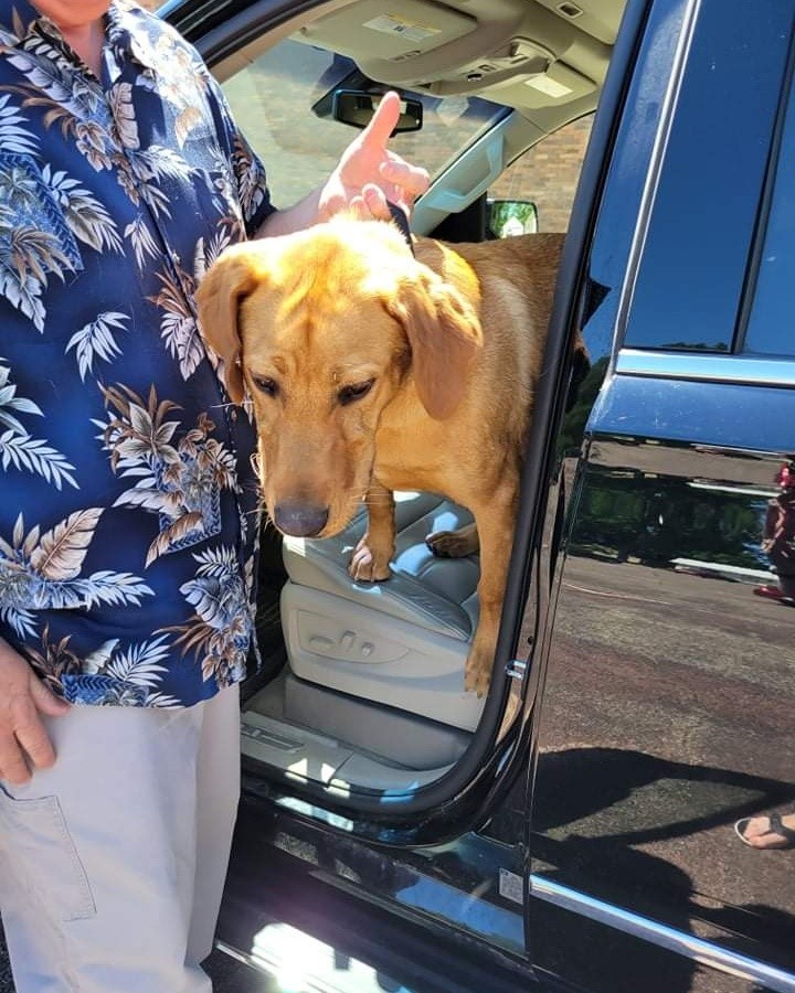 Heads up Jackson. This young man was found wandering around Our Saviors parking lot after church. No tags/ID. Anyone willing to foster this lad until we can find his owners?