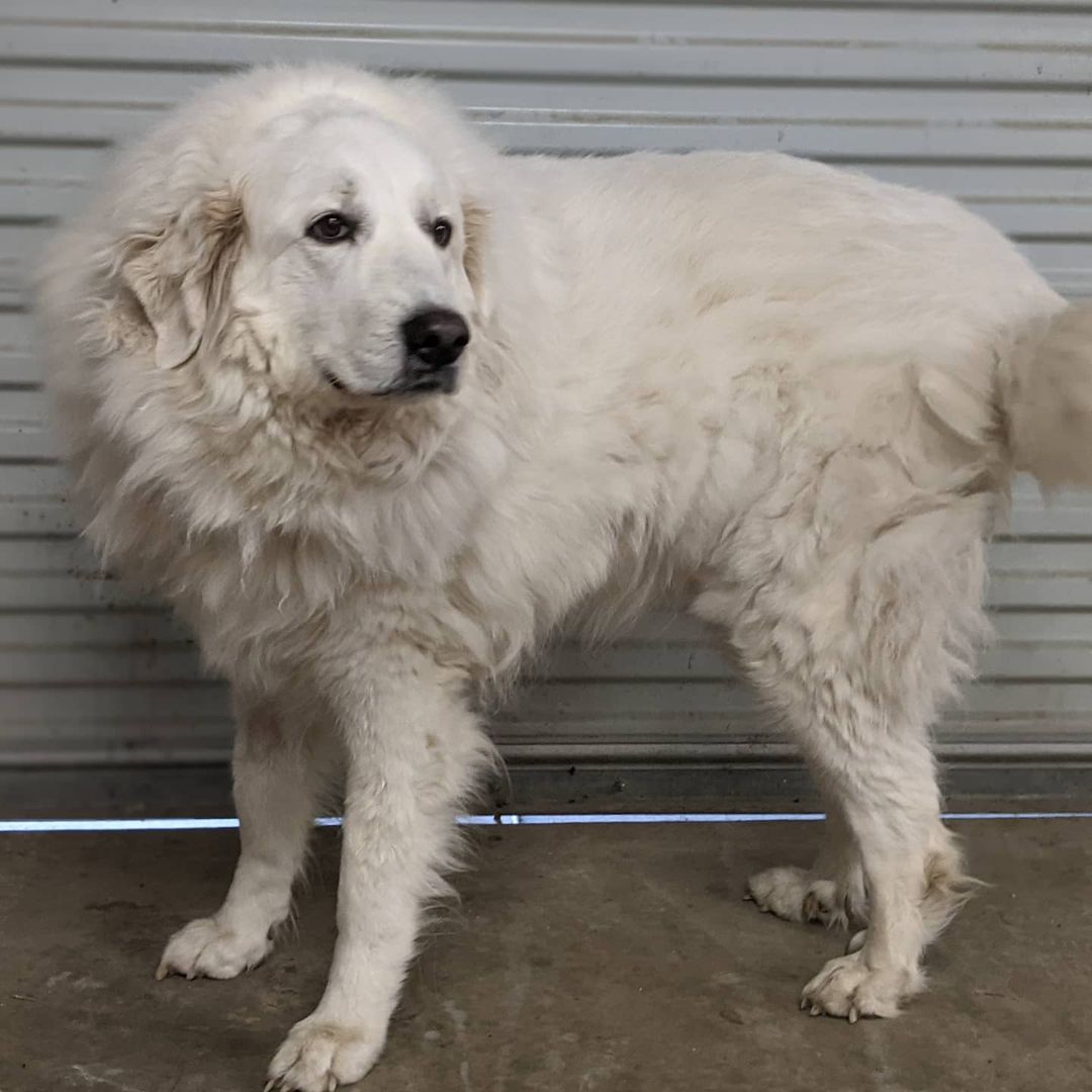 Maddie is over 100 lbs! Girl needs a grooming badly!