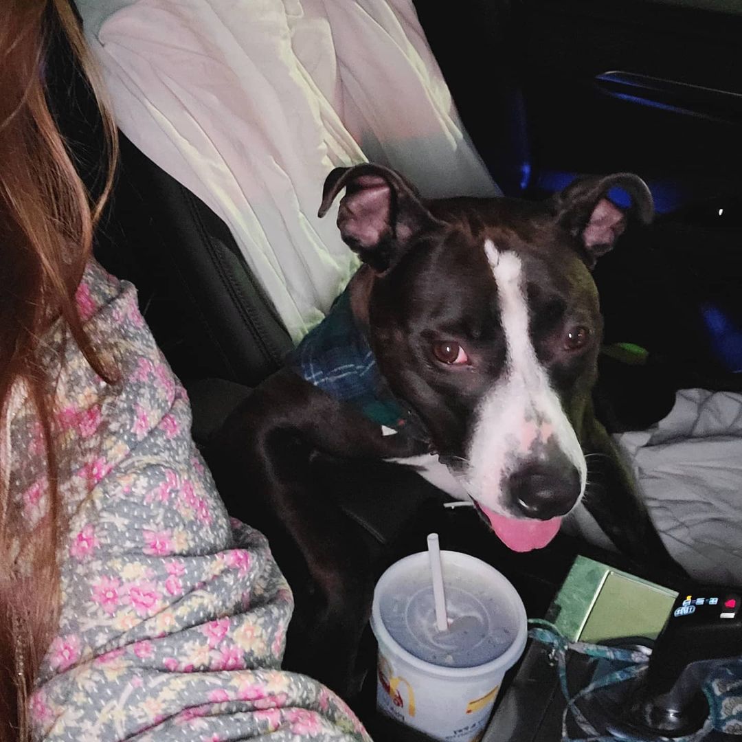 Just two besties on a Christmas Eve roadtrip 💓🥰💕🤗 🌲

After nearly six months at Philly's open intake shelter, after four years in a cruelty situation.... our girl, @acctphilly's biggest sweetheart, is living that sweet farm life @speranza_rescue_pa  She is so deserving of the world. And all of the fun adventures she's going to have with her new pals. 

I'll miss her happy smile, her endless snuggles, her sloppy wet kisses, and her bright ray of sunshine. This girl is truly one of a kind. 💕 She brought together the most amazing team @kittycat0601 @suzallaire @whitmanwednesday  Ladii taught us that patience and trust lead to a forever friendship. 💗