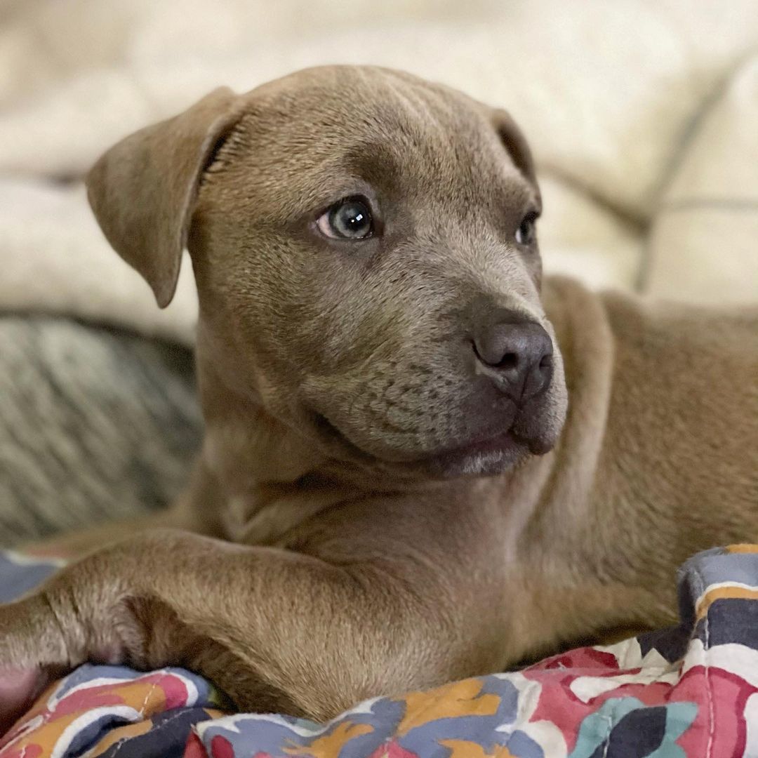 The new kid. <a target='_blank' href='https://www.instagram.com/explore/tags/adopt/'>#adopt</a> <a target='_blank' href='https://www.instagram.com/explore/tags/adoptdontshop/'>#adoptdontshop</a> <a target='_blank' href='https://www.instagram.com/explore/tags/rescuedog/'>#rescuedog</a> <a target='_blank' href='https://www.instagram.com/explore/tags/rescuedogsofinstagram/'>#rescuedogsofinstagram</a> <a target='_blank' href='https://www.instagram.com/explore/tags/rescuedismyfavoritebreed/'>#rescuedismyfavoritebreed</a> <a target='_blank' href='https://www.instagram.com/explore/tags/puppy/'>#puppy</a> <a target='_blank' href='https://www.instagram.com/explore/tags/puppiesofinstagram/'>#puppiesofinstagram</a> <a target='_blank' href='https://www.instagram.com/explore/tags/puppybreath/'>#puppybreath</a> <a target='_blank' href='https://www.instagram.com/explore/tags/bully/'>#bully</a> <a target='_blank' href='https://www.instagram.com/explore/tags/bullypuppies/'>#bullypuppies</a> <a target='_blank' href='https://www.instagram.com/explore/tags/bulldog/'>#bulldog</a> <a target='_blank' href='https://www.instagram.com/explore/tags/bulldogsofinstagram/'>#bulldogsofinstagram</a> <a target='_blank' href='https://www.instagram.com/explore/tags/dontbullymybreed/'>#dontbullymybreed</a>