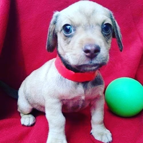 Hi, I am Hallie, a 15-week-old female Dachshund mix puppy who is looking for my forever home.

<a target='_blank' href='https://www.instagram.com/explore/tags/adoptadog/'>#adoptadog</a> <a target='_blank' href='https://www.instagram.com/explore/tags/adoptapuppy/'>#adoptapuppy</a> <a target='_blank' href='https://www.instagram.com/explore/tags/adoptaseniordog/'>#adoptaseniordog</a> <a target='_blank' href='https://www.instagram.com/explore/tags/adoptasenior/'>#adoptasenior</a> <a target='_blank' href='https://www.instagram.com/explore/tags/puppy/'>#puppy</a> <a target='_blank' href='https://www.instagram.com/explore/tags/puppies/'>#puppies</a> <a target='_blank' href='https://www.instagram.com/explore/tags/puppyforadoption/'>#puppyforadoption</a> <a target='_blank' href='https://www.instagram.com/explore/tags/puppiesforadoption/'>#puppiesforadoption</a> <a target='_blank' href='https://www.instagram.com/explore/tags/terrier/'>#terrier</a> <a target='_blank' href='https://www.instagram.com/explore/tags/dachshund/'>#dachshund</a> <a target='_blank' href='https://www.instagram.com/explore/tags/dogsofinstagram/'>#dogsofinstagram</a> <a target='_blank' href='https://www.instagram.com/explore/tags/shepherdmix/'>#shepherdmix</a> <a target='_blank' href='https://www.instagram.com/explore/tags/labsofinstagram/'>#labsofinstagram</a> <a target='_blank' href='https://www.instagram.com/explore/tags/labradorretriever/'>#labradorretriever</a> <a target='_blank' href='https://www.instagram.com/explore/tags/pittiesofinstagram/'>#pittiesofinstagram</a>  <a target='_blank' href='https://www.instagram.com/explore/tags/greatpyrenees/'>#greatpyrenees</a> <a target='_blank' href='https://www.instagram.com/explore/tags/germanpointer/'>#germanpointer</a> <a target='_blank' href='https://www.instagram.com/explore/tags/labradorretriever/'>#labradorretriever</a> <a target='_blank' href='https://www.instagram.com/explore/tags/puppiesofinsta/'>#puppiesofinsta</a> <a target='_blank' href='https://www.instagram.com/explore/tags/adoptionjourney/'>#adoptionjourney</a> <a target='_blank' href='https://www.instagram.com/explore/tags/adoptionstory/'>#adoptionstory</a> <a target='_blank' href='https://www.instagram.com/explore/tags/adoptionstories/'>#adoptionstories</a> <a target='_blank' href='https://www.instagram.com/explore/tags/adoptadog/'>#adoptadog</a> <a target='_blank' href='https://www.instagram.com/explore/tags/husky/'>#husky</a> <a target='_blank' href='https://www.instagram.com/explore/tags/huskies/'>#huskies</a> <a target='_blank' href='https://www.instagram.com/explore/tags/huskiesofinstagram/'>#huskiesofinstagram</a> <a target='_blank' href='https://www.instagram.com/explore/tags/huskieshere/'>#huskieshere</a> <a target='_blank' href='https://www.instagram.com/explore/tags/huskiemix/'>#huskiemix</a> <a target='_blank' href='https://www.instagram.com/explore/tags/jackrussellterrier/'>#jackrussellterrier</a> <a target='_blank' href='https://www.instagram.com/explore/tags/chihuahuasofinstagram/'>#chihuahuasofinstagram</a>