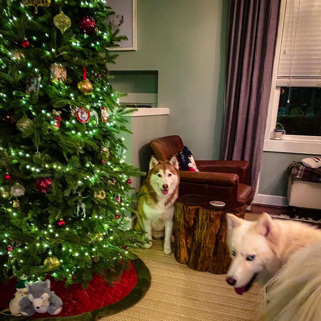 We are taking a short break from here🐕Hope you all have a pawesome holiday week! 🎄💝🐕☃️
.
.
<a target='_blank' href='https://www.instagram.com/explore/tags/huskiesofinstagram/'>#huskiesofinstagram</a> <a target='_blank' href='https://www.instagram.com/explore/tags/siberianhusky/'>#siberianhusky</a> <a target='_blank' href='https://www.instagram.com/explore/tags/2020christmas/'>#2020christmas</a>