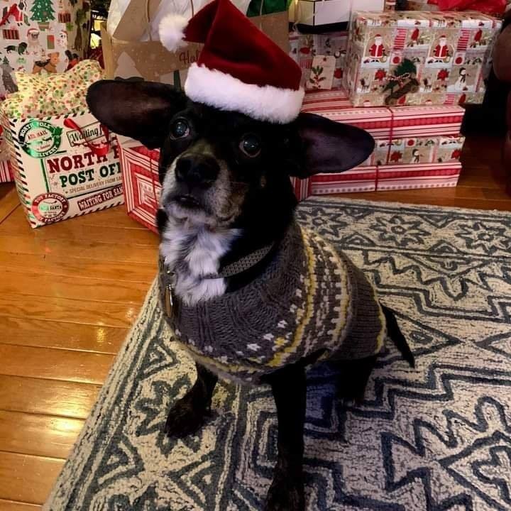 We work with some amazing rescues in the northeast and have a heartwarming Christmas adoption from one of our NH partners❤  Mr Roger's was found by one of our fosters here in GA as a stray in her neighborhood. Poor guy was trying to find food in the garbage😞 Mr Roger's was an elderly pup at 10 years with some arthritis, hair loss and a substantial heart murmur.  That didn't phase our NH friends and this little guy headed up on our December transport. Mr Roger's, now known as Douglas was snapped up by a loving family in a heartbeat and is now being spoiled rotten with love❤ We all need a little feel good this year and I hope this Merry Christmas Tail will warm your heart just a bit🎄🐾💜 PS Thank you to the moon and back Patrice Fotino☺