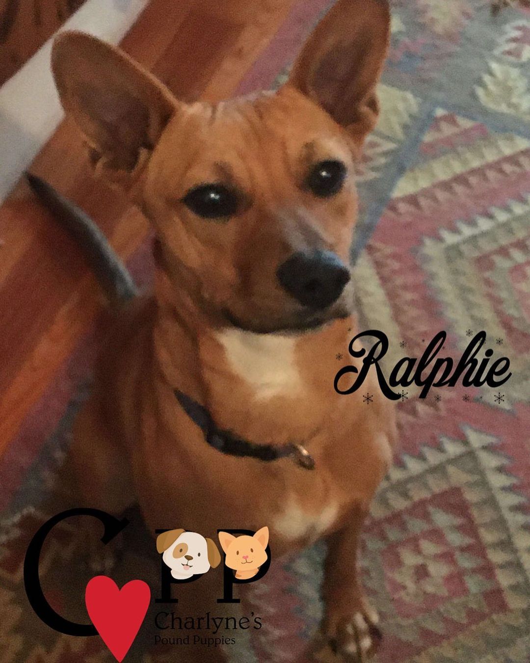 “If I can sit still and look cute, they will adopt me….” Ralphie loves everyone he meets! He would love to meet you! We don't really know a breed on this approx. 2 year old, 30 pound healthy and active boy. Please share his cute little mug all over social media. <a target='_blank' href='https://www.instagram.com/explore/tags/adoptdontshop/'>#adoptdontshop</a> <a target='_blank' href='https://www.instagram.com/explore/tags/adoptthemall/'>#adoptthemall</a> <a target='_blank' href='https://www.instagram.com/explore/tags/rescuedismyfavoritebreed/'>#rescuedismyfavoritebreed</a> <a target='_blank' href='https://www.instagram.com/explore/tags/adoptlove/'>#adoptlove</a> <a target='_blank' href='https://www.instagram.com/explore/tags/muttmonday/'>#muttmonday</a> <a target='_blank' href='https://www.instagram.com/explore/tags/muttcrushmonday/'>#muttcrushmonday</a>