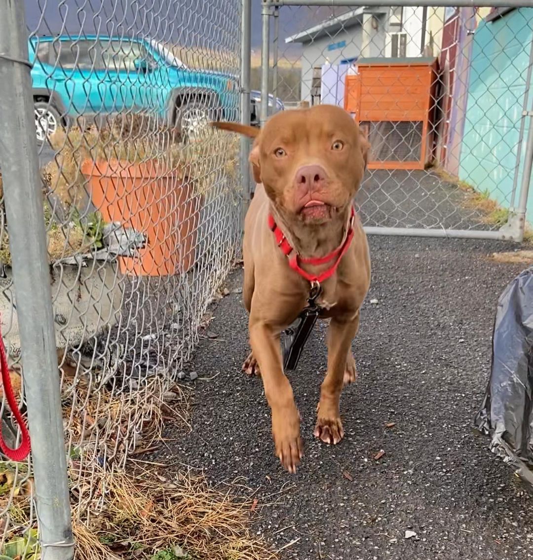 ADOPTED 
💥TRACKER💥
Say hello to this handsome as heck guy!
Tracker is a super high energy dude looking for a high energy lifestyle! 
He’s about a year old and loves water! Dock diving, anyone? 
We think Tracker is absolutely awesome and we would love to see him in a home that is going to help him reach his potential. 
Because of his size and energy, we suggest a home without small children. Tracker can make friends with other dogs, so a meet & greet will be required for any potential dog siblings. 

We are open by APPOINTMENT ONLY with an APPROVED APPLICATION. 
Anyone interested in adoption can submit an application via our website, saugertiesanimalshelter.com 🐾
•
•
•
•
<a target='_blank' href='https://www.instagram.com/explore/tags/saugertiesny/'>#saugertiesny</a> <a target='_blank' href='https://www.instagram.com/explore/tags/hudsonvalley/'>#hudsonvalley</a> <a target='_blank' href='https://www.instagram.com/explore/tags/adopt/'>#adopt</a> <a target='_blank' href='https://www.instagram.com/explore/tags/adoptme/'>#adoptme</a> <a target='_blank' href='https://www.instagram.com/explore/tags/dogsofinstagram/'>#dogsofinstagram</a> <a target='_blank' href='https://www.instagram.com/explore/tags/saugertiesanimalshelter/'>#saugertiesanimalshelter</a> <a target='_blank' href='https://www.instagram.com/explore/tags/upstateny/'>#upstateny</a> <a target='_blank' href='https://www.instagram.com/explore/tags/woodstock/'>#woodstock</a> <a target='_blank' href='https://www.instagram.com/explore/tags/woodstockny/'>#woodstockny</a>