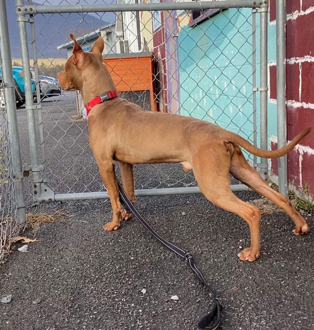 ADOPTED 
💥TRACKER💥
Say hello to this handsome as heck guy!
Tracker is a super high energy dude looking for a high energy lifestyle! 
He’s about a year old and loves water! Dock diving, anyone? 
We think Tracker is absolutely awesome and we would love to see him in a home that is going to help him reach his potential. 
Because of his size and energy, we suggest a home without small children. Tracker can make friends with other dogs, so a meet & greet will be required for any potential dog siblings. 

We are open by APPOINTMENT ONLY with an APPROVED APPLICATION. 
Anyone interested in adoption can submit an application via our website, saugertiesanimalshelter.com 🐾
•
•
•
•
<a target='_blank' href='https://www.instagram.com/explore/tags/saugertiesny/'>#saugertiesny</a> <a target='_blank' href='https://www.instagram.com/explore/tags/hudsonvalley/'>#hudsonvalley</a> <a target='_blank' href='https://www.instagram.com/explore/tags/adopt/'>#adopt</a> <a target='_blank' href='https://www.instagram.com/explore/tags/adoptme/'>#adoptme</a> <a target='_blank' href='https://www.instagram.com/explore/tags/dogsofinstagram/'>#dogsofinstagram</a> <a target='_blank' href='https://www.instagram.com/explore/tags/saugertiesanimalshelter/'>#saugertiesanimalshelter</a> <a target='_blank' href='https://www.instagram.com/explore/tags/upstateny/'>#upstateny</a> <a target='_blank' href='https://www.instagram.com/explore/tags/woodstock/'>#woodstock</a> <a target='_blank' href='https://www.instagram.com/explore/tags/woodstockny/'>#woodstockny</a>