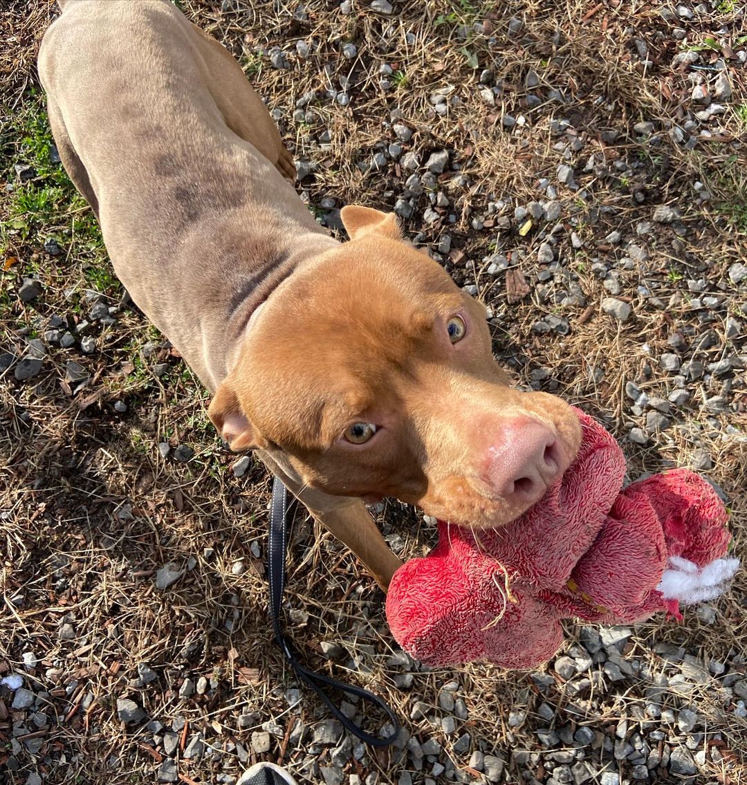 ADOPTED 
💥TRACKER💥
Say hello to this handsome as heck guy!
Tracker is a super high energy dude looking for a high energy lifestyle! 
He’s about a year old and loves water! Dock diving, anyone? 
We think Tracker is absolutely awesome and we would love to see him in a home that is going to help him reach his potential. 
Because of his size and energy, we suggest a home without small children. Tracker can make friends with other dogs, so a meet & greet will be required for any potential dog siblings. 

We are open by APPOINTMENT ONLY with an APPROVED APPLICATION. 
Anyone interested in adoption can submit an application via our website, saugertiesanimalshelter.com 🐾
•
•
•
•
<a target='_blank' href='https://www.instagram.com/explore/tags/saugertiesny/'>#saugertiesny</a> <a target='_blank' href='https://www.instagram.com/explore/tags/hudsonvalley/'>#hudsonvalley</a> <a target='_blank' href='https://www.instagram.com/explore/tags/adopt/'>#adopt</a> <a target='_blank' href='https://www.instagram.com/explore/tags/adoptme/'>#adoptme</a> <a target='_blank' href='https://www.instagram.com/explore/tags/dogsofinstagram/'>#dogsofinstagram</a> <a target='_blank' href='https://www.instagram.com/explore/tags/saugertiesanimalshelter/'>#saugertiesanimalshelter</a> <a target='_blank' href='https://www.instagram.com/explore/tags/upstateny/'>#upstateny</a> <a target='_blank' href='https://www.instagram.com/explore/tags/woodstock/'>#woodstock</a> <a target='_blank' href='https://www.instagram.com/explore/tags/woodstockny/'>#woodstockny</a>