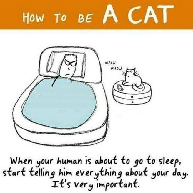 Who can relate? My cat gets the zoomies at bedtime. <a target='_blank' href='https://www.instagram.com/explore/tags/catlife/'>#catlife</a> <a target='_blank' href='https://www.instagram.com/explore/tags/caturday/'>#caturday</a> <a target='_blank' href='https://www.instagram.com/explore/tags/cat/'>#cat</a>