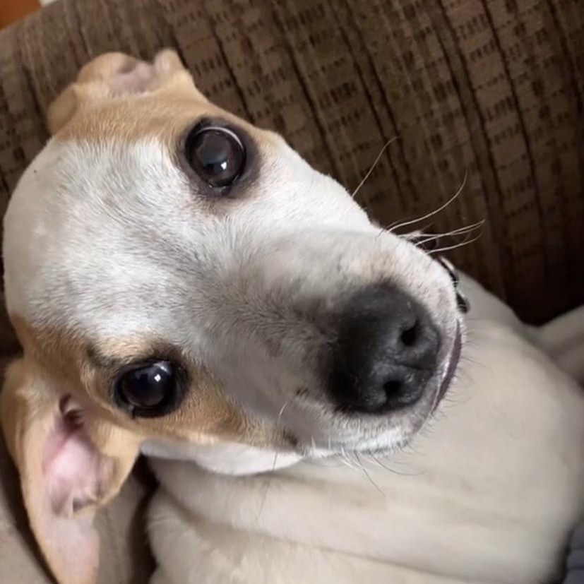 Hi - my name is Penney and I am a female Beagle mix - maybe some Jack Russell and Pit mixed in? I'm calmer than my siblings and like to play and snuggle. I am about 18 weeks old.
.
.
.

<a target='_blank' href='https://www.instagram.com/explore/tags/adoptadog/'>#adoptadog</a> <a target='_blank' href='https://www.instagram.com/explore/tags/adoptapuppy/'>#adoptapuppy</a> <a target='_blank' href='https://www.instagram.com/explore/tags/adoptaseniordog/'>#adoptaseniordog</a> <a target='_blank' href='https://www.instagram.com/explore/tags/adoptasenior/'>#adoptasenior</a> <a target='_blank' href='https://www.instagram.com/explore/tags/puppy/'>#puppy</a> <a target='_blank' href='https://www.instagram.com/explore/tags/puppies/'>#puppies</a> <a target='_blank' href='https://www.instagram.com/explore/tags/puppyforadoption/'>#puppyforadoption</a> <a target='_blank' href='https://www.instagram.com/explore/tags/puppiesforadoption/'>#puppiesforadoption</a> <a target='_blank' href='https://www.instagram.com/explore/tags/terrier/'>#terrier</a> <a target='_blank' href='https://www.instagram.com/explore/tags/dachshund/'>#dachshund</a> <a target='_blank' href='https://www.instagram.com/explore/tags/dogsofinstagram/'>#dogsofinstagram</a> <a target='_blank' href='https://www.instagram.com/explore/tags/shepherdmix/'>#shepherdmix</a> <a target='_blank' href='https://www.instagram.com/explore/tags/labsofinstagram/'>#labsofinstagram</a> <a target='_blank' href='https://www.instagram.com/explore/tags/labradorretriever/'>#labradorretriever</a> <a target='_blank' href='https://www.instagram.com/explore/tags/pittiesofinstagram/'>#pittiesofinstagram</a>  <a target='_blank' href='https://www.instagram.com/explore/tags/greatpyrenees/'>#greatpyrenees</a> <a target='_blank' href='https://www.instagram.com/explore/tags/germanpointer/'>#germanpointer</a> <a target='_blank' href='https://www.instagram.com/explore/tags/labradorretriever/'>#labradorretriever</a> <a target='_blank' href='https://www.instagram.com/explore/tags/puppiesofinsta/'>#puppiesofinsta</a> <a target='_blank' href='https://www.instagram.com/explore/tags/adoptionjourney/'>#adoptionjourney</a> <a target='_blank' href='https://www.instagram.com/explore/tags/adoptionstory/'>#adoptionstory</a> <a target='_blank' href='https://www.instagram.com/explore/tags/adoptionstories/'>#adoptionstories</a> <a target='_blank' href='https://www.instagram.com/explore/tags/adoptadog/'>#adoptadog</a> <a target='_blank' href='https://www.instagram.com/explore/tags/husky/'>#husky</a> <a target='_blank' href='https://www.instagram.com/explore/tags/huskies/'>#huskies</a> <a target='_blank' href='https://www.instagram.com/explore/tags/huskiesofinstagram/'>#huskiesofinstagram</a> <a target='_blank' href='https://www.instagram.com/explore/tags/huskieshere/'>#huskieshere</a> <a target='_blank' href='https://www.instagram.com/explore/tags/huskiemix/'>#huskiemix</a> <a target='_blank' href='https://www.instagram.com/explore/tags/jackrussellterrier/'>#jackrussellterrier</a> <a target='_blank' href='https://www.instagram.com/explore/tags/chihuahuasofinstagram/'>#chihuahuasofinstagram</a>