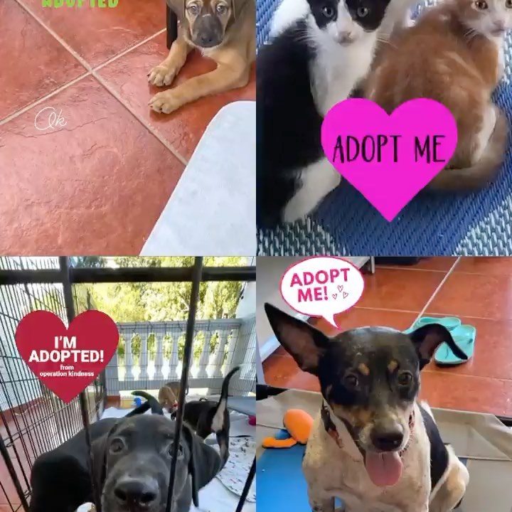 These kittens are adorable and up for adoption!!! If interested : angelsforanimalspr.com