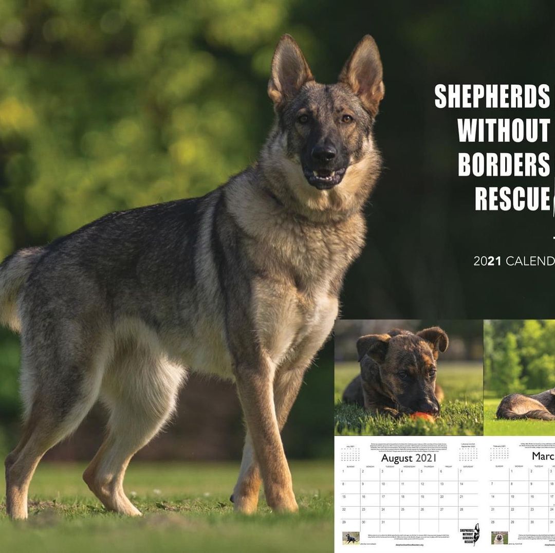 The 2021 SWB Calendars are in! Order yours here at our e-Store: https://shepherdswithoutborders.org/store/

<a target='_blank' href='https://www.instagram.com/explore/tags/adopt/'>#adopt</a><a target='_blank' href='https://www.instagram.com/explore/tags/savealife/'>#savealife</a><a target='_blank' href='https://www.instagram.com/explore/tags/dog/'>#dog</a><a target='_blank' href='https://www.instagram.com/explore/tags/rescuedog/'>#rescuedog</a><a target='_blank' href='https://www.instagram.com/explore/tags/rescuedogsofinstagram/'>#rescuedogsofinstagram</a><a target='_blank' href='https://www.instagram.com/explore/tags/germanshepherd/'>#germanshepherd</a><a target='_blank' href='https://www.instagram.com/explore/tags/dogoftheday/'>#dogoftheday</a><a target='_blank' href='https://www.instagram.com/explore/tags/gsdfeature/'>#gsdfeature</a><a target='_blank' href='https://www.instagram.com/explore/tags/gsd/'>#gsd</a><a target='_blank' href='https://www.instagram.com/explore/tags/puppy/'>#puppy</a><a target='_blank' href='https://www.instagram.com/explore/tags/foster/'>#foster</a><a target='_blank' href='https://www.instagram.com/explore/tags/volunteer/'>#volunteer</a><a target='_blank' href='https://www.instagram.com/explore/tags/dogrescue/'>#dogrescue</a><a target='_blank' href='https://www.instagram.com/explore/tags/petstagram/'>#petstagram</a><a target='_blank' href='https://www.instagram.com/explore/tags/gsdsofinstagram/'>#gsdsofinstagram</a><a target='_blank' href='https://www.instagram.com/explore/tags/pnwgsd/'>#pnwgsd</a><a target='_blank' href='https://www.instagram.com/explore/tags/germanshepherddaily/'>#germanshepherddaily</a><a target='_blank' href='https://www.instagram.com/explore/tags/dogsofig/'>#dogsofig</a><a target='_blank' href='https://www.instagram.com/explore/tags/dogsofinstagram/'>#dogsofinstagram</a><a target='_blank' href='https://www.instagram.com/explore/tags/gsdlife/'>#gsdlife</a><a target='_blank' href='https://www.instagram.com/explore/tags/gsd_feature/'>#gsd_feature</a><a target='_blank' href='https://www.instagram.com/explore/tags/k9/'>#k9</a><a target='_blank' href='https://www.instagram.com/explore/tags/rescue/'>#rescue</a>