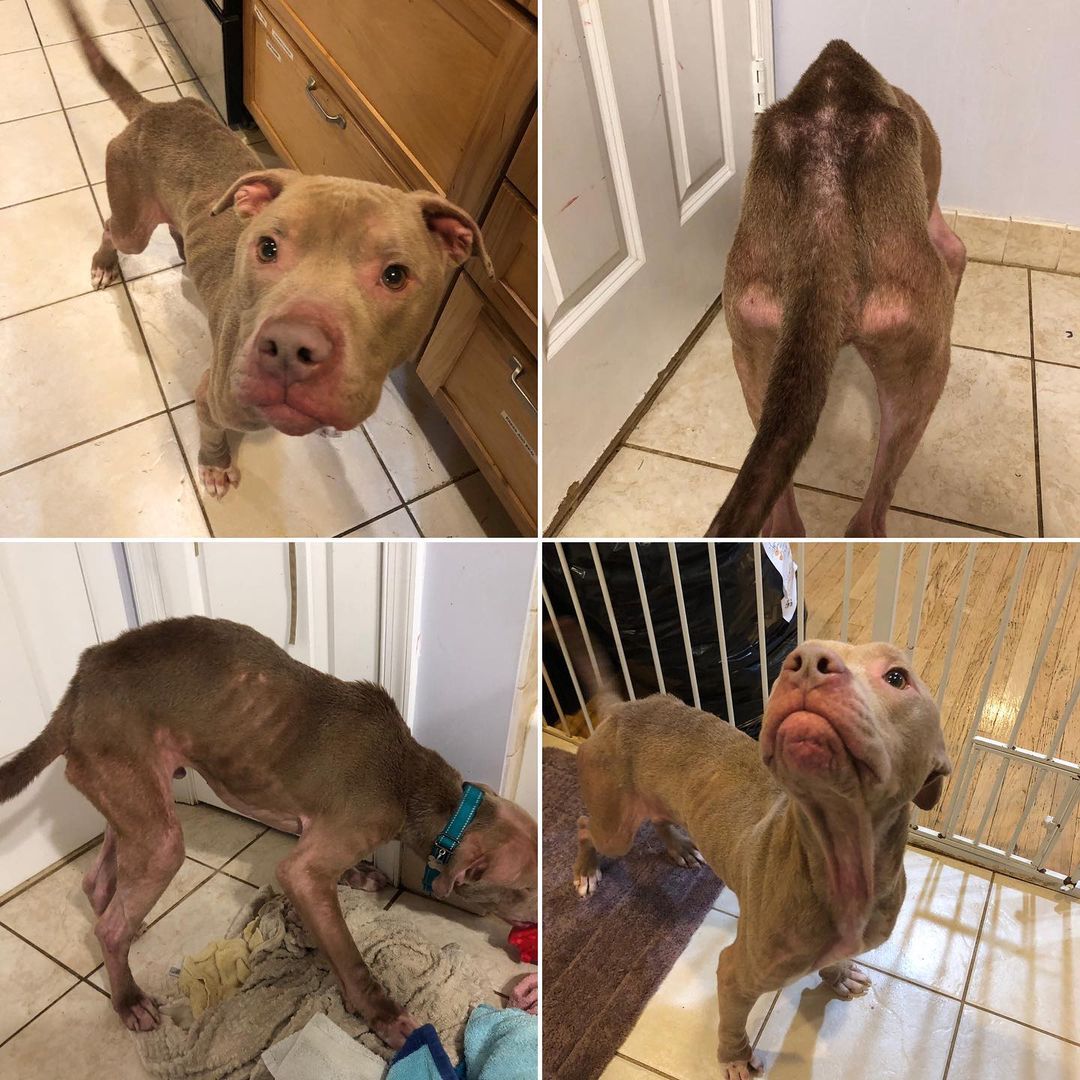 Some stories really tug at your heart strings, Thor (formally known as Riffles) is definitely one of those! 🥺💓 He came to CHN from an overcrowded shelter in early December, when he arrived he was clearly emaciated with a terrible skin condition. He spent a few weeks at our shelter gaining weight, getting his skin on the right track, and letting us get to know him. When he was ready Thor quickly found his dream family, he is continuing to gain weight while learning about life outside of the shelter! We are so grateful for our CHN shelter staff, fosters and adopters who make saving dogs like Thor possible! 💓💓 
•
•
•
•
<a target='_blank' href='https://www.instagram.com/explore/tags/rescuedogsofinstagram/'>#rescuedogsofinstagram</a> <a target='_blank' href='https://www.instagram.com/explore/tags/pitbullsofinstagram/'>#pitbullsofinstagram</a> <a target='_blank' href='https://www.instagram.com/explore/tags/happydog/'>#happydog</a> <a target='_blank' href='https://www.instagram.com/explore/tags/savedalife/'>#savedalife</a> <a target='_blank' href='https://www.instagram.com/explore/tags/adopted/'>#adopted</a> <a target='_blank' href='https://www.instagram.com/explore/tags/fosteringsaveslives/'>#fosteringsaveslives</a> <a target='_blank' href='https://www.instagram.com/explore/tags/adoptingsaveslives/'>#adoptingsaveslives</a> <a target='_blank' href='https://www.instagram.com/explore/tags/handsomedog/'>#handsomedog</a> <a target='_blank' href='https://www.instagram.com/explore/tags/savinganimals/'>#savinganimals</a> <a target='_blank' href='https://www.instagram.com/explore/tags/caninehumanenetwork/'>#caninehumanenetwork</a>