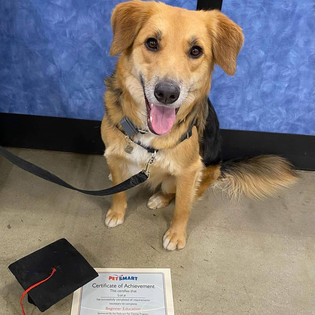 Luca was adopted this October and he already graduated from his beginner obedience class!!! Congrats!