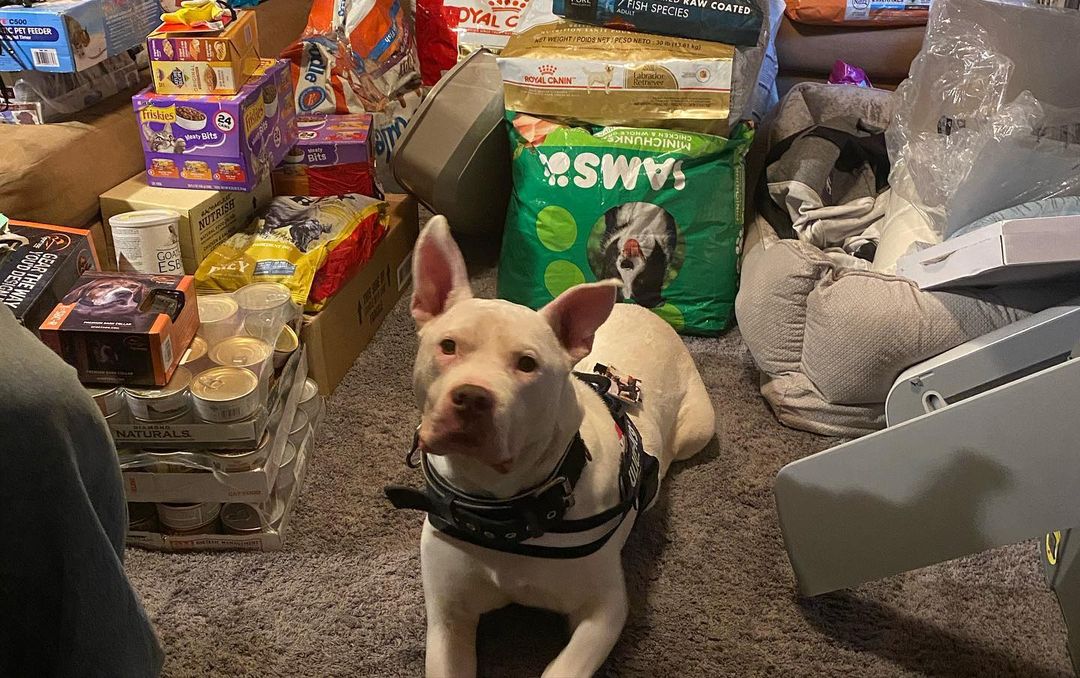 1st official rescue pet food donation program pick up in NC on behalf of greater good and the animal rescue site (2020) 
<a target='_blank' href='https://www.instagram.com/explore/tags/nonprofitsupport/'>#nonprofitsupport</a> <a target='_blank' href='https://www.instagram.com/explore/tags/rescuesofinstagram/'>#rescuesofinstagram</a> <a target='_blank' href='https://www.instagram.com/explore/tags/mmffrescue/'>#mmffrescue</a>