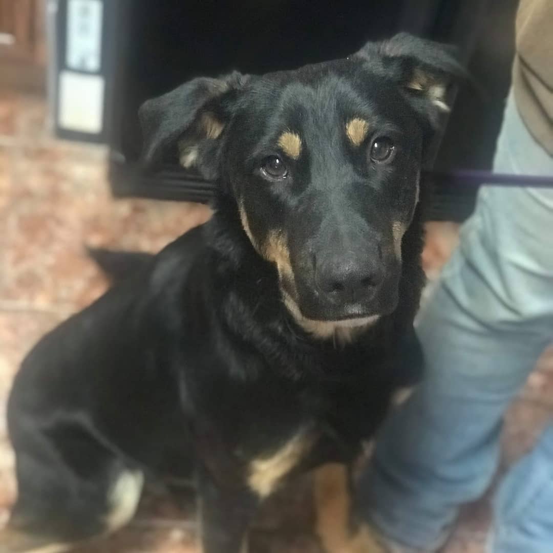 Jimbo 11 months Aussie lab mix. Friendly happy guy. 
For more info check him out at www.shelter2rescue.Org