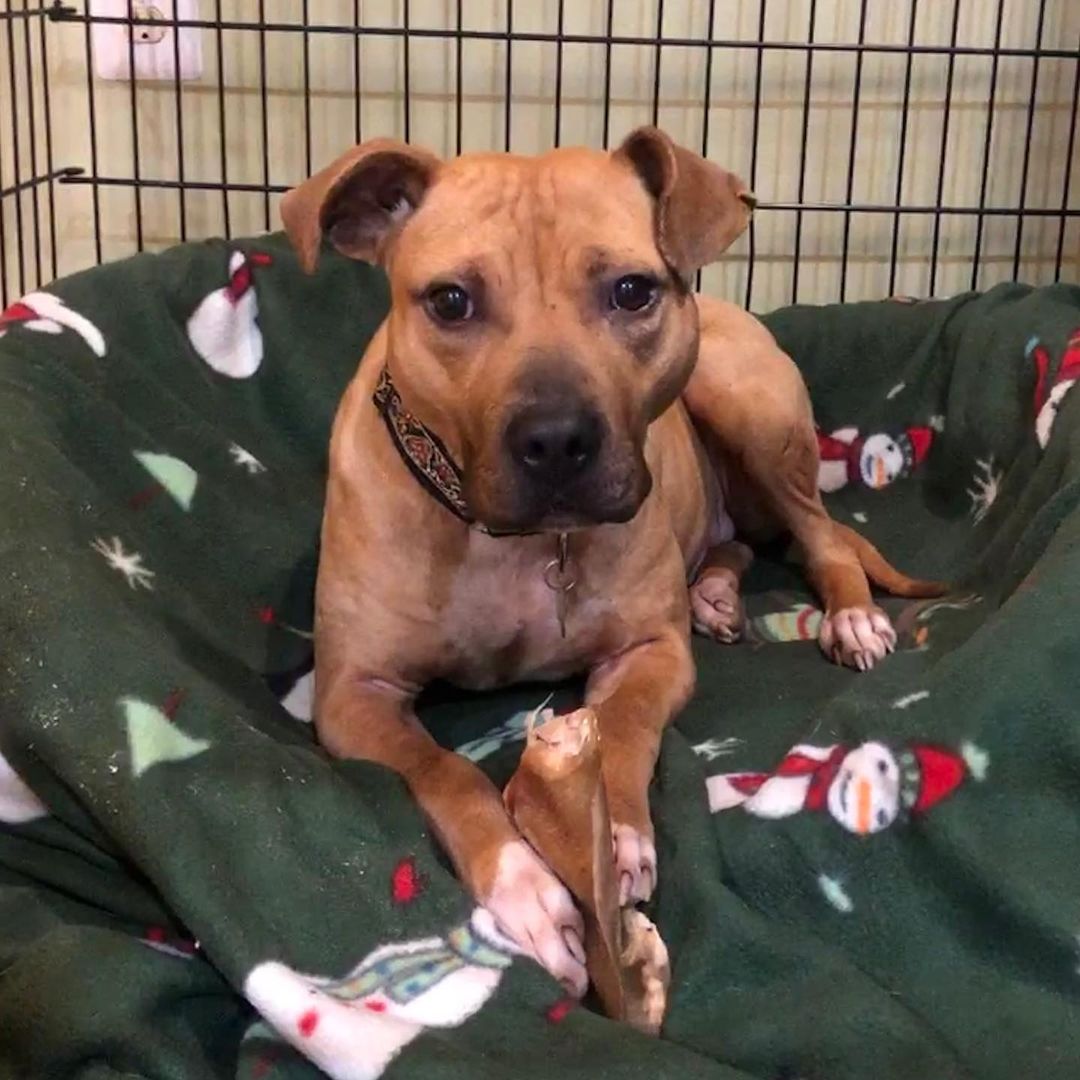 Chilly can’t resist a tasty pig ear, but what pup can?! Our shelter dogs LOVE chewing on bully sticks, pig ears, nylabones and other dog chew toys. Not only does it cure boredom but it also helps them to relax in the (sometimes) crazy shelter environment. 🐾😴 Can you help these pups relax and stay busy while waiting for their forever homes?Swipe to what we are in need of!