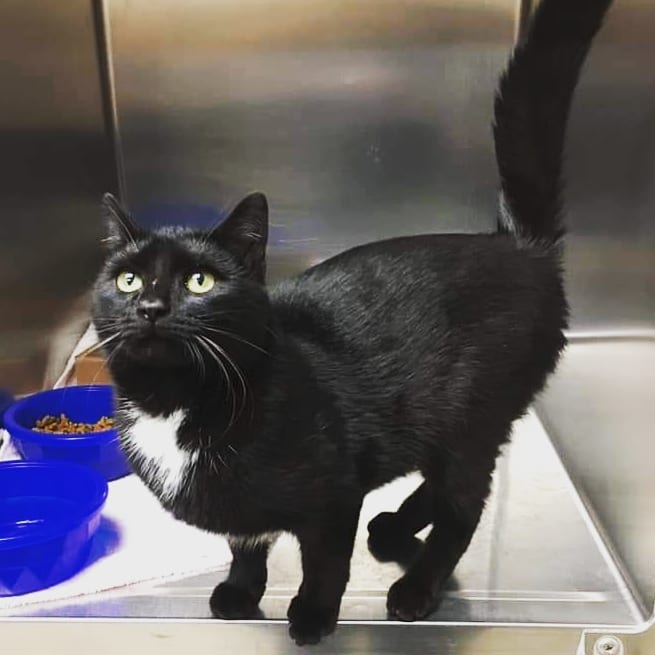 Do you know me my owner?

Found 1/12/21
5743 34th Street Elk Mound WI

Female no chip or collar

Please call Chippewa Humane to claim 715-861-5748

<a target='_blank' href='https://www.instagram.com/explore/tags/foundpets/'>#foundpets</a> <a target='_blank' href='https://www.instagram.com/explore/tags/foundcat/'>#foundcat</a> <a target='_blank' href='https://www.instagram.com/explore/tags/animalshelter/'>#animalshelter</a> <a target='_blank' href='https://www.instagram.com/explore/tags/animalshelterlife/'>#animalshelterlife</a> <a target='_blank' href='https://www.instagram.com/explore/tags/chippewafalls/'>#chippewafalls</a> <a target='_blank' href='https://www.instagram.com/explore/tags/chippewahumane/'>#chippewahumane</a> <a target='_blank' href='https://www.instagram.com/explore/tags/chippewafallswi/'>#chippewafallswi</a> <a target='_blank' href='https://www.instagram.com/explore/tags/elkmoundwi/'>#elkmoundwi</a>