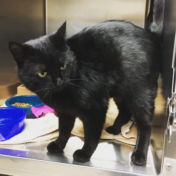 Do you know me my owner?

Found 1/12/21
218 Washington St Stanley WI

Female no chip or collar

Please call Chippewa Humane to claim 715-861-5748

<a target='_blank' href='https://www.instagram.com/explore/tags/foundpets/'>#foundpets</a> <a target='_blank' href='https://www.instagram.com/explore/tags/foundcat/'>#foundcat</a> <a target='_blank' href='https://www.instagram.com/explore/tags/animalshelter/'>#animalshelter</a> <a target='_blank' href='https://www.instagram.com/explore/tags/animalshelterlife/'>#animalshelterlife</a> <a target='_blank' href='https://www.instagram.com/explore/tags/chippewafalls/'>#chippewafalls</a> <a target='_blank' href='https://www.instagram.com/explore/tags/chippewahumane/'>#chippewahumane</a> <a target='_blank' href='https://www.instagram.com/explore/tags/chippewafallswi/'>#chippewafallswi</a>