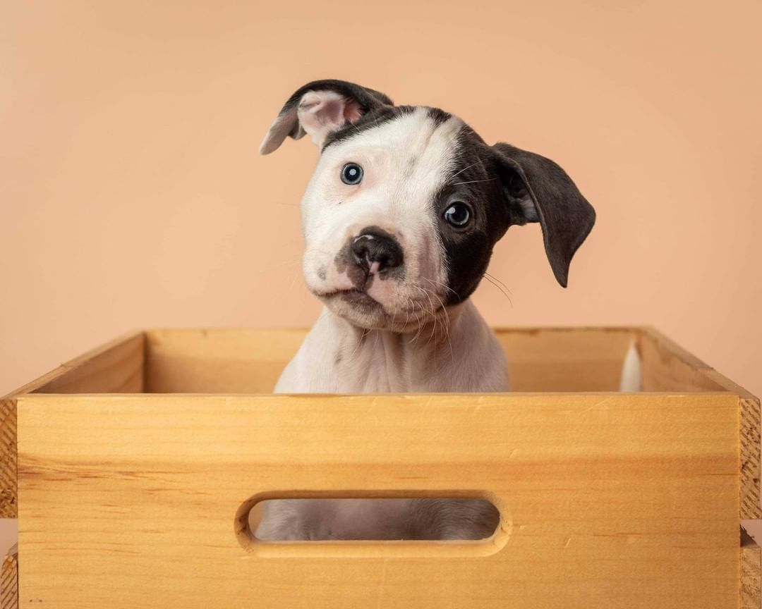 Say Hello to the momma of the year, Sage, and her sweet pups! These pups needed some special care at the beginning, and not only did Sage do an amazing job with raising them - but she even ended up 'adopting' another pup who lost her mom and still needed to be nursed 😍

Thank you so much to @lynneticknorphotography for taking these beautiful pictures!!! 

P.S. Most of these pups have already been adopted - but we have TONS of other puppies who will be ready for adoption soon, so feel free to send in an application and we'll work with you to find the pawfect pup for you!