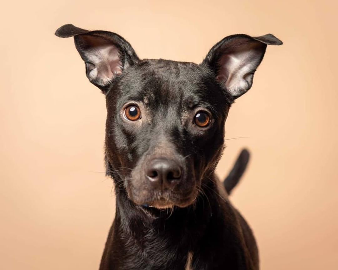 Say Hello to the momma of the year, Sage, and her sweet pups! These pups needed some special care at the beginning, and not only did Sage do an amazing job with raising them - but she even ended up 'adopting' another pup who lost her mom and still needed to be nursed 😍

Thank you so much to @lynneticknorphotography for taking these beautiful pictures!!! 

P.S. Most of these pups have already been adopted - but we have TONS of other puppies who will be ready for adoption soon, so feel free to send in an application and we'll work with you to find the pawfect pup for you!