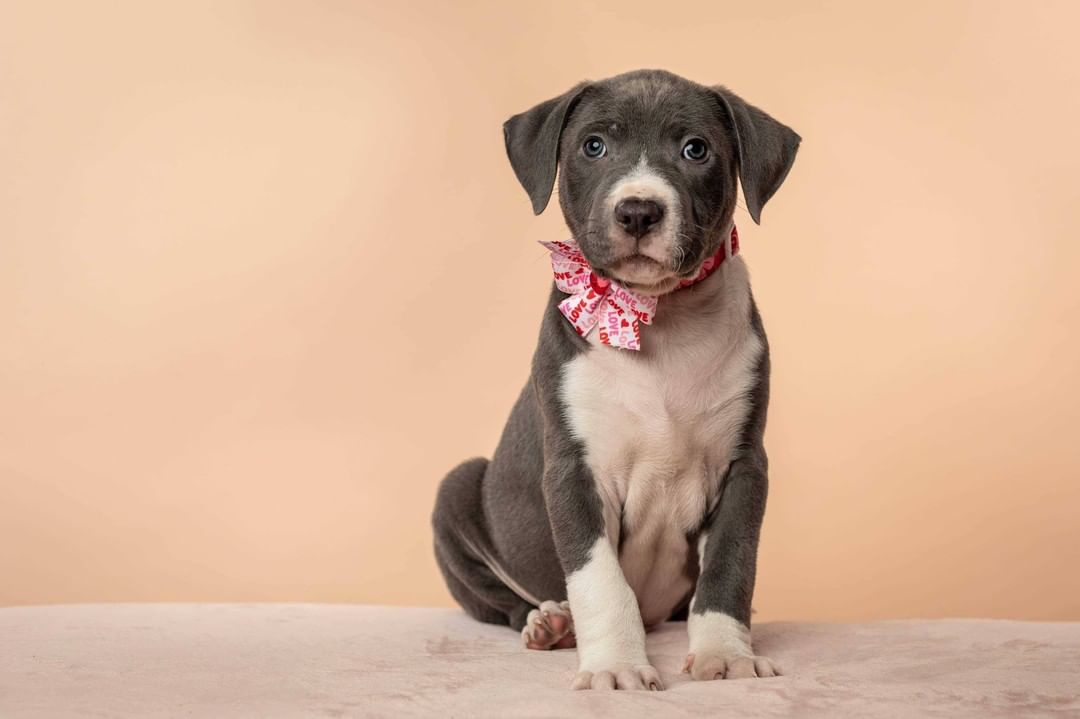 Say Hello to the momma of the year, Sage, and her sweet pups! These pups needed some special care at the beginning, and not only did Sage do an amazing job with raising them - but she even ended up 'adopting' another pup who lost her mom and still needed to be nursed 😍

Thank you so much to @lynneticknorphotography for taking these beautiful pictures!!! 

P.S. Most of these pups have already been adopted - but we have TONS of other puppies who will be ready for adoption soon, so feel free to send in an application and we'll work with you to find the pawfect pup for you!