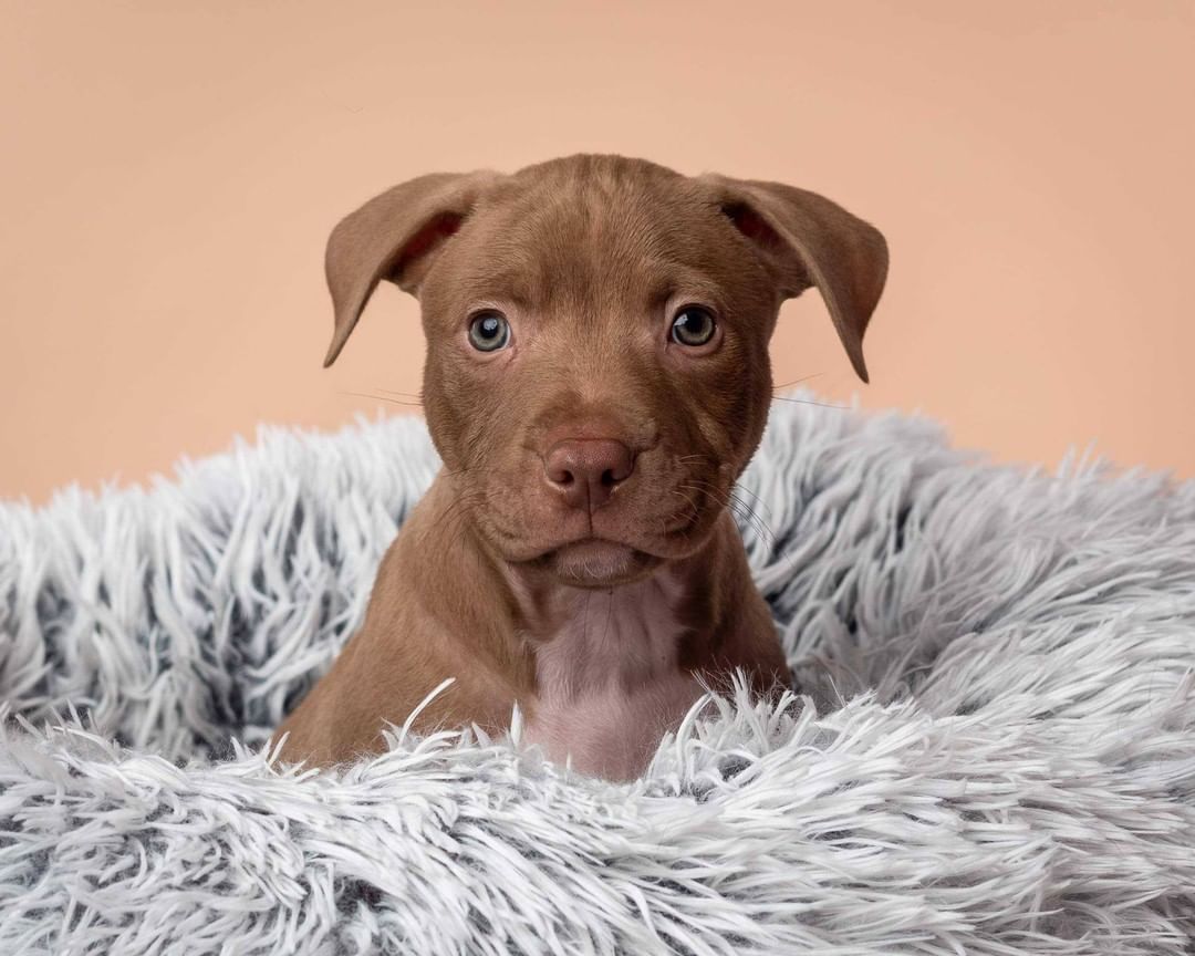 Say Hello to the momma of the year, Sage, and her sweet pups! These pups needed some special care at the beginning, and not only did Sage do an amazing job with raising them - but she even ended up 'adopting' another pup who lost her mom and still needed to be nursed 😍

Thank you so much to @lynneticknorphotography for taking these beautiful pictures!!! 

P.S. Most of these pups have already been adopted - but we have TONS of other puppies who will be ready for adoption soon, so feel free to send in an application and we'll work with you to find the pawfect pup for you!