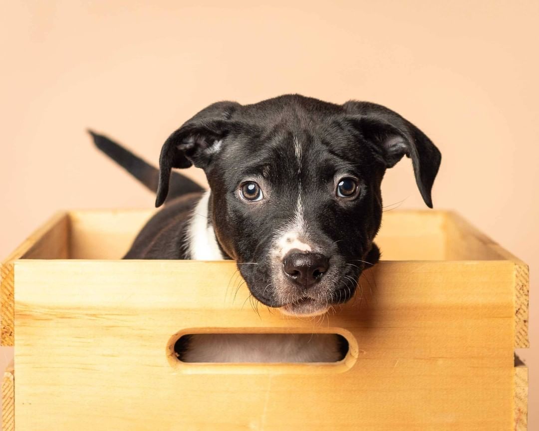 Say Hello to the momma of the year, Sage, and her sweet pups! These pups needed some special care at the beginning, and not only did Sage do an amazing job with raising them - but she even ended up 'adopting' another pup who lost her mom and still needed to be nursed 😍

Thank you so much to @lynneticknorphotography for taking these beautiful pictures!!! 

P.S. Most of these pups have already been adopted - but we have TONS of other puppies who will be ready for adoption soon, so feel free to send in an application and we'll work with you to find the pawfect pup for you!