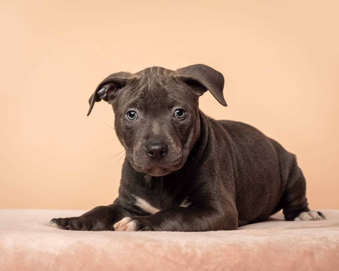 Say Hello to the momma of the year, Sage, and her sweet pups! These pups needed some special care at the beginning, and not only did Sage do an amazing job with raising them - but she even ended up 'adopting' another pup who lost her mom and still needed to be nursed 😍

Thank you so much to @lynneticknorphotography for taking these beautiful pictures!!! 

P.S. Most of these pups have already been adopted - but we have TONS of other puppies who will be ready for adoption soon, so feel free to send in an application and we'll work with you to find the pawfect pup for you!