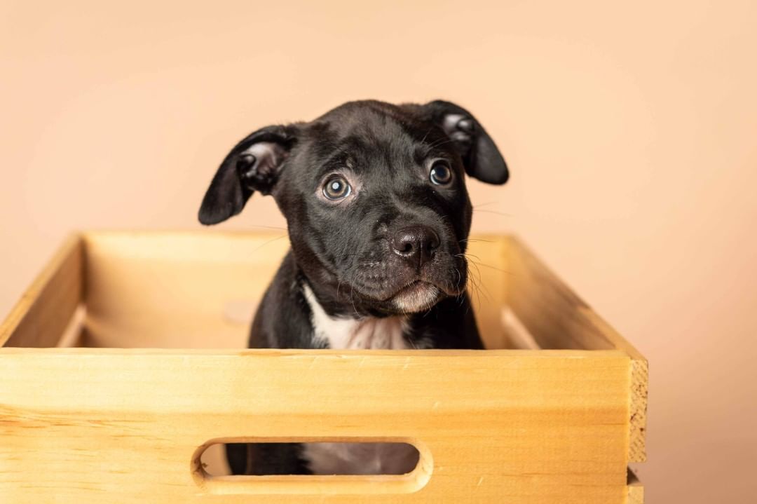 Say Hello to the momma of the year, Sage, and her sweet pups! These pups needed some special care at the beginning, and not only did Sage do an amazing job with raising them - but she even ended up 'adopting' another pup who lost her mom and still needed to be nursed 😍

Thank you so much to @lynneticknorphotography for taking these beautiful pictures!!! 

P.S. Most of these pups have already been adopted - but we have TONS of other puppies who will be ready for adoption soon, so feel free to send in an application and we'll work with you to find the pawfect pup for you!