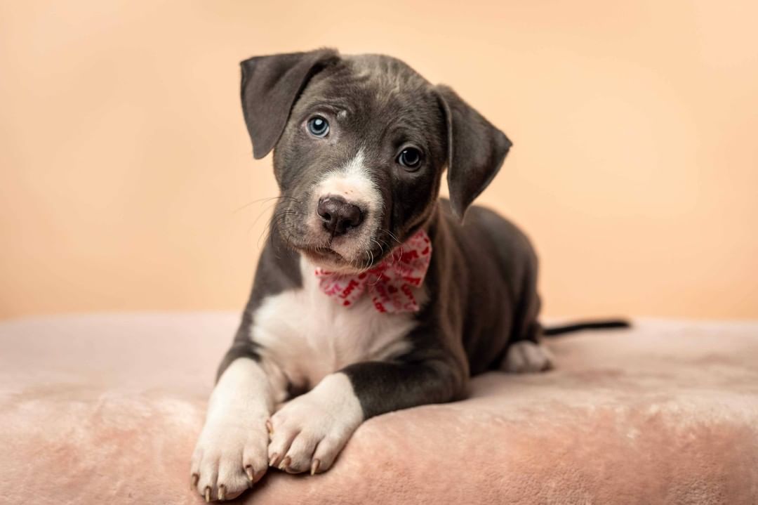 Say Hello to the momma of the year, Sage, and her sweet pups! These pups needed some special care at the beginning, and not only did Sage do an amazing job with raising them - but she even ended up 'adopting' another pup who lost her mom and still needed to be nursed 😍

Thank you so much to @lynneticknorphotography for taking these beautiful pictures!!! 

P.S. Most of these pups have already been adopted - but we have TONS of other puppies who will be ready for adoption soon, so feel free to send in an application and we'll work with you to find the pawfect pup for you!