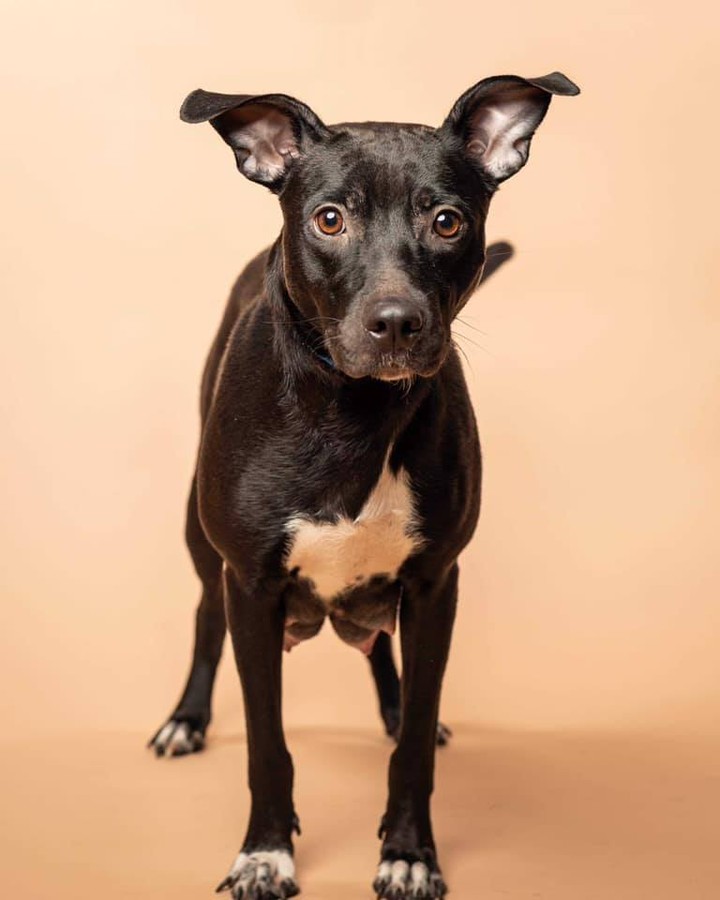 Say Hello to the momma of the year, Sage, and her sweet pups! These pups needed some special care at the beginning, and not only did Sage do an amazing job with raising them - but she even ended up 'adopting' another pup who lost her mom and still needed to be nursed 😍

Thank you so much to @lynneticknorphotography for taking these beautiful pictures!!! 

P.S. Most of these pups have already been adopted - but we have TONS of other puppies who will be ready for adoption soon, so feel free to send in an application and we'll work with you to find the pawfect pup for you!