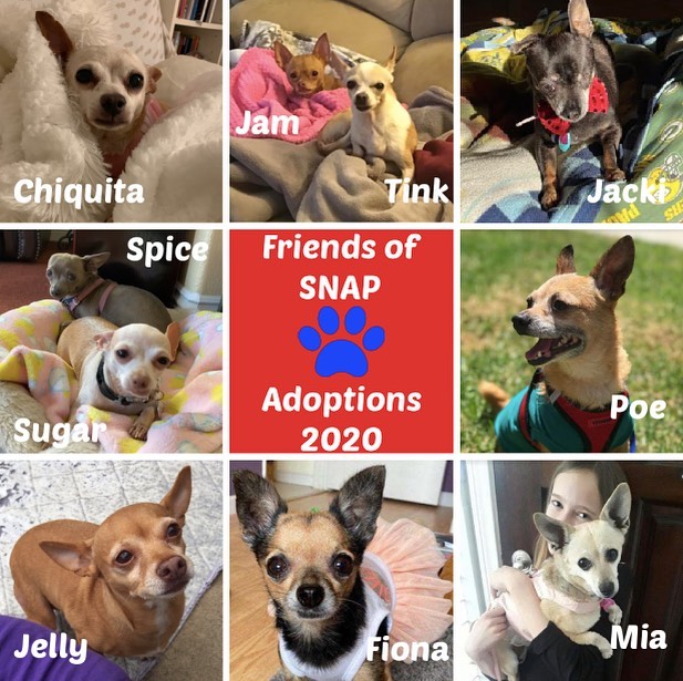 2020 was ruff but TEN rescued pups found their furever homes❣️
Congratulations Chiquita, Jam, Tink, Jacki, Sugar, Spice, Poe, Jelly, Fiona, Mia and their families❣️
.
.
.
<a target='_blank' href='https://www.instagram.com/explore/tags/friendsofsnap/'>#friendsofsnap</a> <a target='_blank' href='https://www.instagram.com/explore/tags/adoptions/'>#adoptions</a>