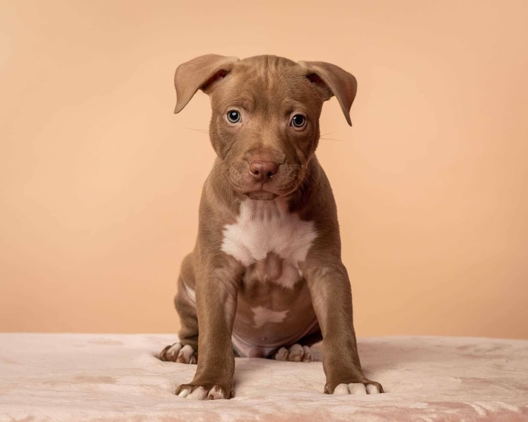 Say Hello to the momma of the year, Sage, and her sweet pups! These pups needed some special care at the beginning, and not only did Sage do an amazing job with raising them - but she even ended up 'adopting' another pup who lost her mom and still needed to be nursed 😍

Thank you so much to @lynneticknorphotography for taking these beautiful pictures!!! 

P.S. Most of these pups have already been adopted - but we have TONS of other puppies who will be ready for adoption soon, so feel free to send in an application and we'll work with you to find the pawfect pup for you!