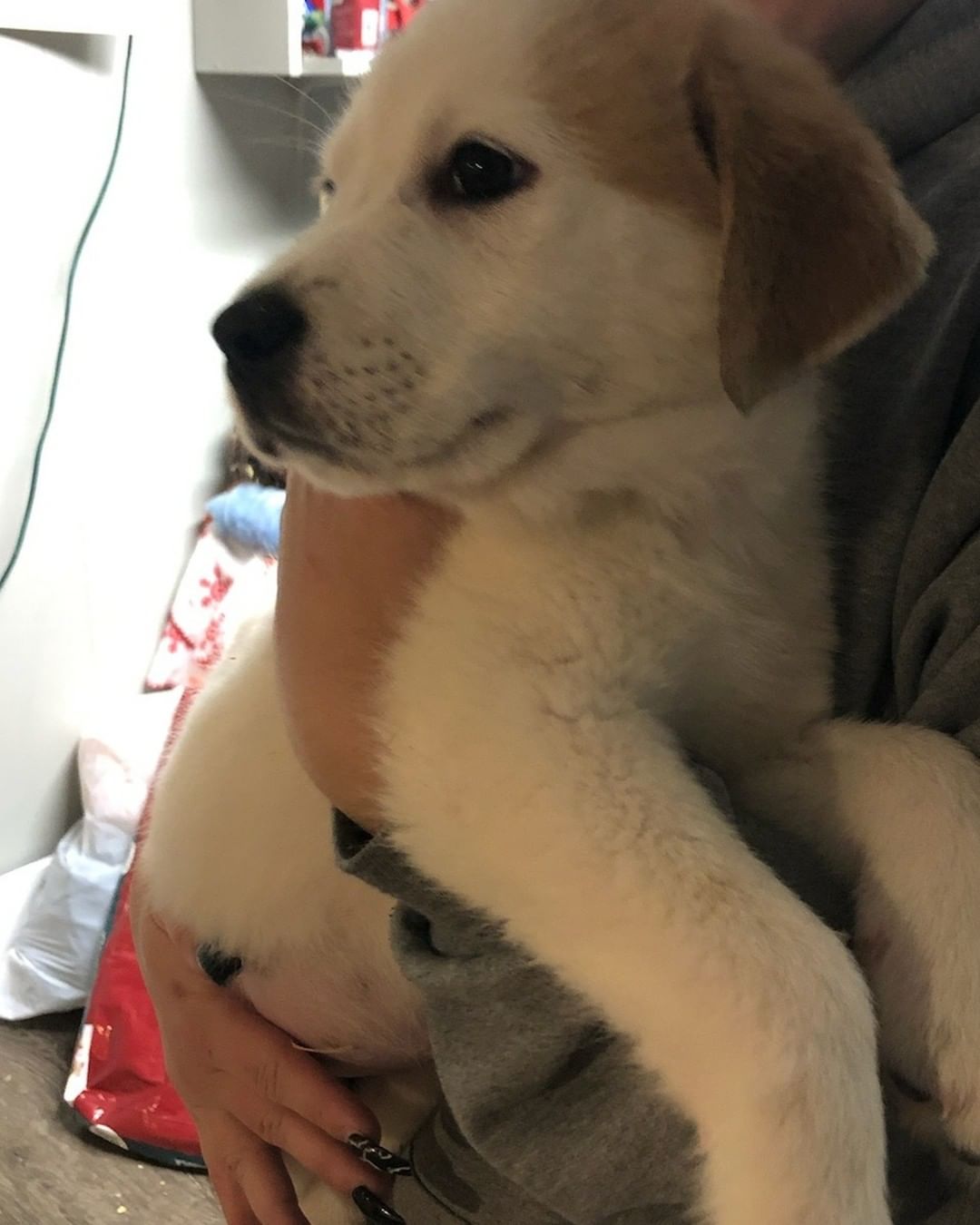 Meet Ari & Silas!  They are ready for their furever family!  Apply at www.georgiapettails.org!  Great Pyrenees mix!