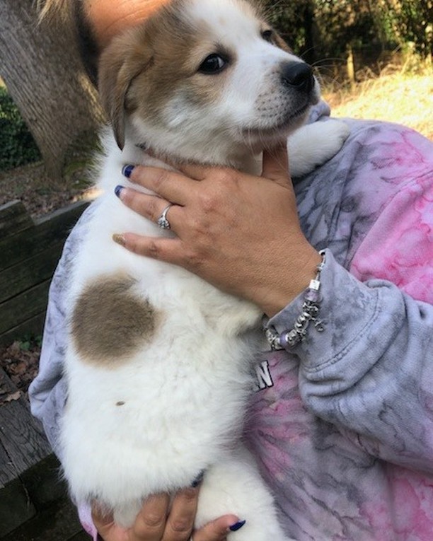 Meet Gunner & Remy!  2 more cuteness overloads ready for adoption! Great Pyrenees mix..2 mths old!  Apply at www.georgiapettails.org !