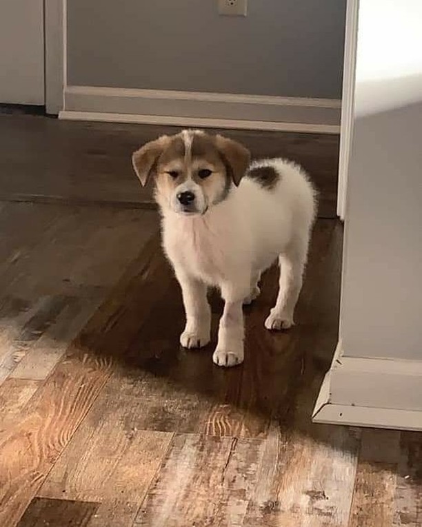 Look at our Mo!  He had a check-up and is sounding so much better!  He is available for adoption!  Great Pyrenees mix!  Fill out an adoption application at www.georgiapettails.org