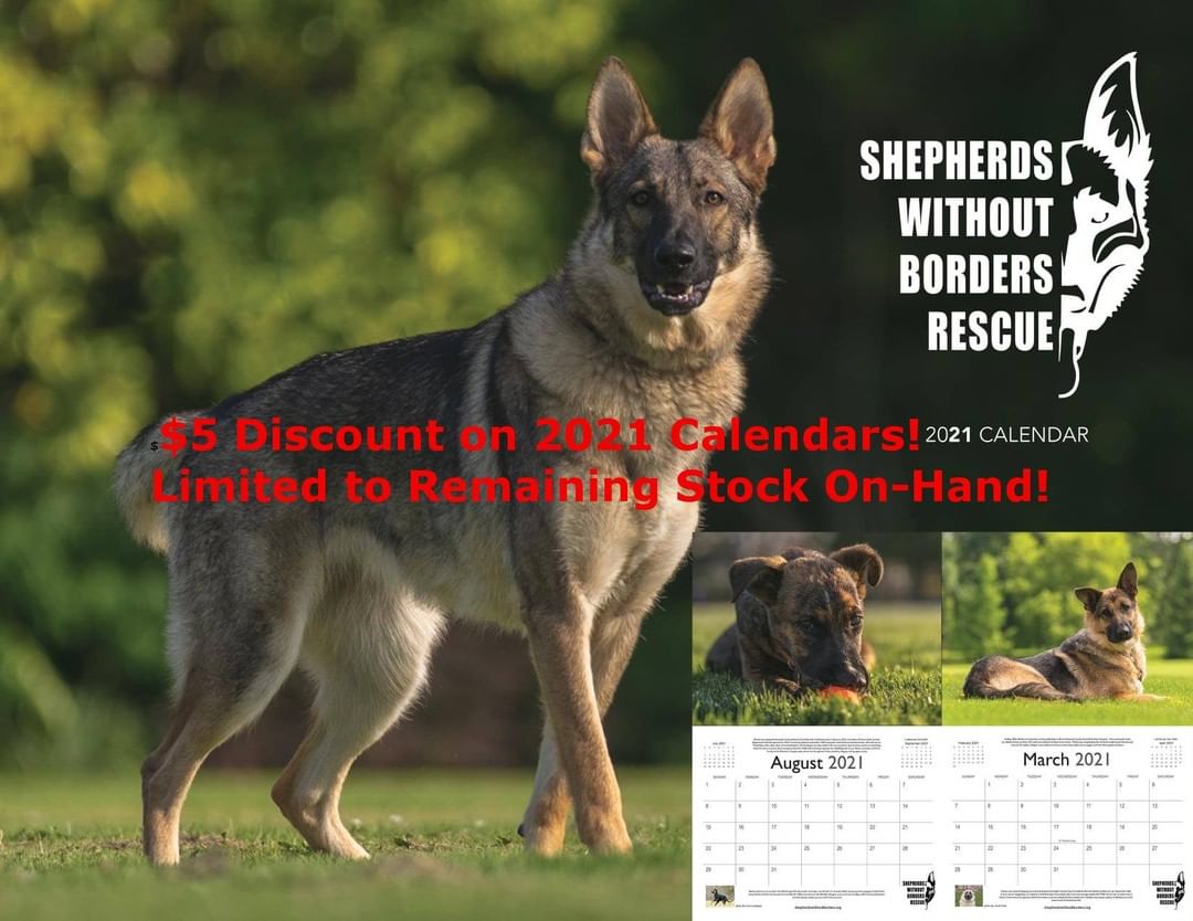 Visit our website to order your 2021 calendar in our online store! Link in bio 👀🐾🐾 https://shepherdswithoutborders.org/store/2021-SWB-Rescue-Calendar-p259196106

<a target='_blank' href='https://www.instagram.com/explore/tags/adopt/'>#adopt</a><a target='_blank' href='https://www.instagram.com/explore/tags/savealife/'>#savealife</a><a target='_blank' href='https://www.instagram.com/explore/tags/dog/'>#dog</a><a target='_blank' href='https://www.instagram.com/explore/tags/rescuedog/'>#rescuedog</a><a target='_blank' href='https://www.instagram.com/explore/tags/rescuedogsofinstagram/'>#rescuedogsofinstagram</a><a target='_blank' href='https://www.instagram.com/explore/tags/germanshepherd/'>#germanshepherd</a><a target='_blank' href='https://www.instagram.com/explore/tags/dogoftheday/'>#dogoftheday</a><a target='_blank' href='https://www.instagram.com/explore/tags/gsdfeature/'>#gsdfeature</a><a target='_blank' href='https://www.instagram.com/explore/tags/gsd/'>#gsd</a><a target='_blank' href='https://www.instagram.com/explore/tags/puppy/'>#puppy</a><a target='_blank' href='https://www.instagram.com/explore/tags/foster/'>#foster</a><a target='_blank' href='https://www.instagram.com/explore/tags/volunteer/'>#volunteer</a><a target='_blank' href='https://www.instagram.com/explore/tags/dogrescue/'>#dogrescue</a><a target='_blank' href='https://www.instagram.com/explore/tags/petstagram/'>#petstagram</a><a target='_blank' href='https://www.instagram.com/explore/tags/gsdsofinstagram/'>#gsdsofinstagram</a><a target='_blank' href='https://www.instagram.com/explore/tags/pnwgsd/'>#pnwgsd</a><a target='_blank' href='https://www.instagram.com/explore/tags/germanshepherddaily/'>#germanshepherddaily</a><a target='_blank' href='https://www.instagram.com/explore/tags/dogsofig/'>#dogsofig</a><a target='_blank' href='https://www.instagram.com/explore/tags/dogsofinstagram/'>#dogsofinstagram</a><a target='_blank' href='https://www.instagram.com/explore/tags/gsdlife/'>#gsdlife</a><a target='_blank' href='https://www.instagram.com/explore/tags/gsd_feature/'>#gsd_feature</a><a target='_blank' href='https://www.instagram.com/explore/tags/k9/'>#k9</a><a target='_blank' href='https://www.instagram.com/explore/tags/rescue/'>#rescue</a>